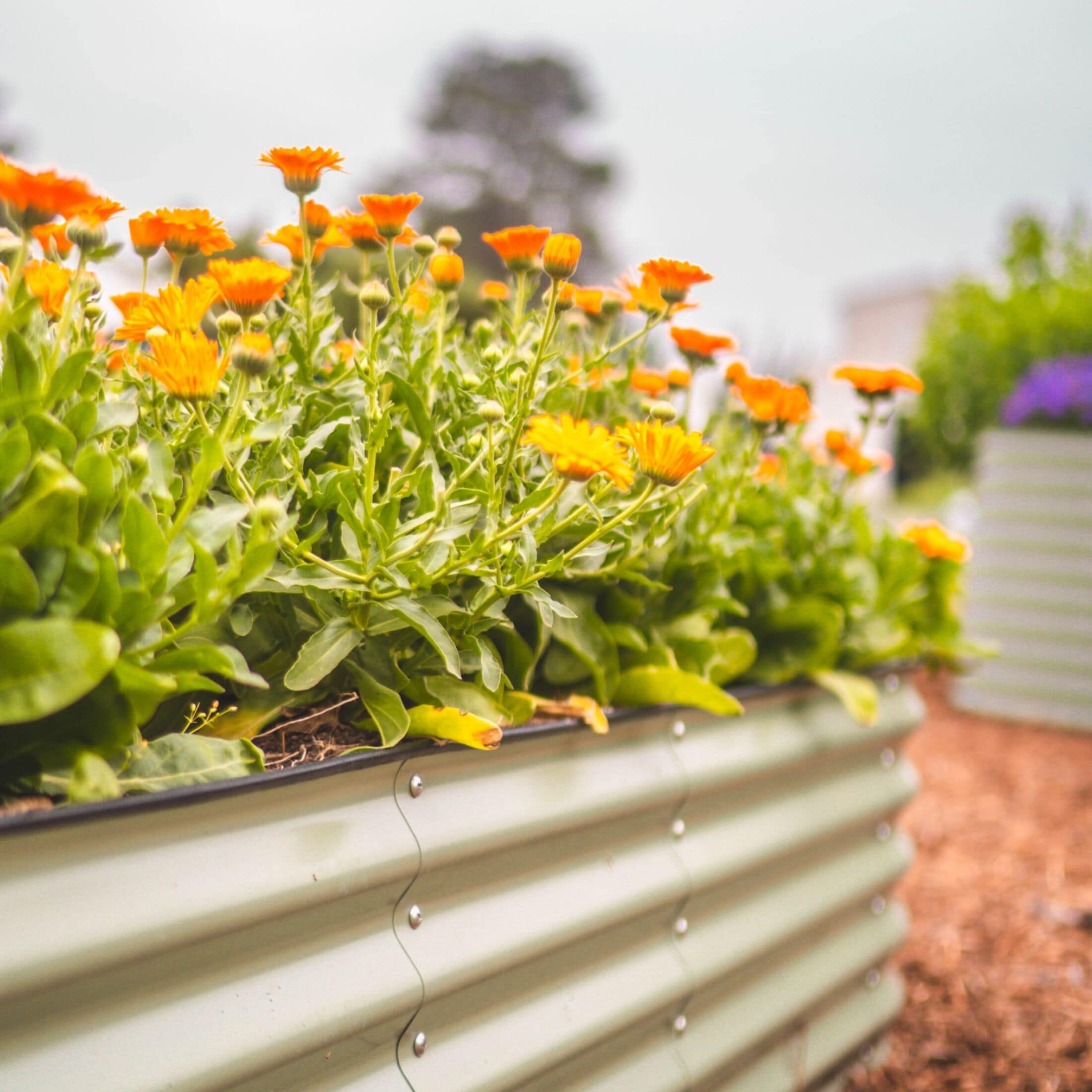 Vego Garden VB4N117W Raised-Garden-Beds - View #5
