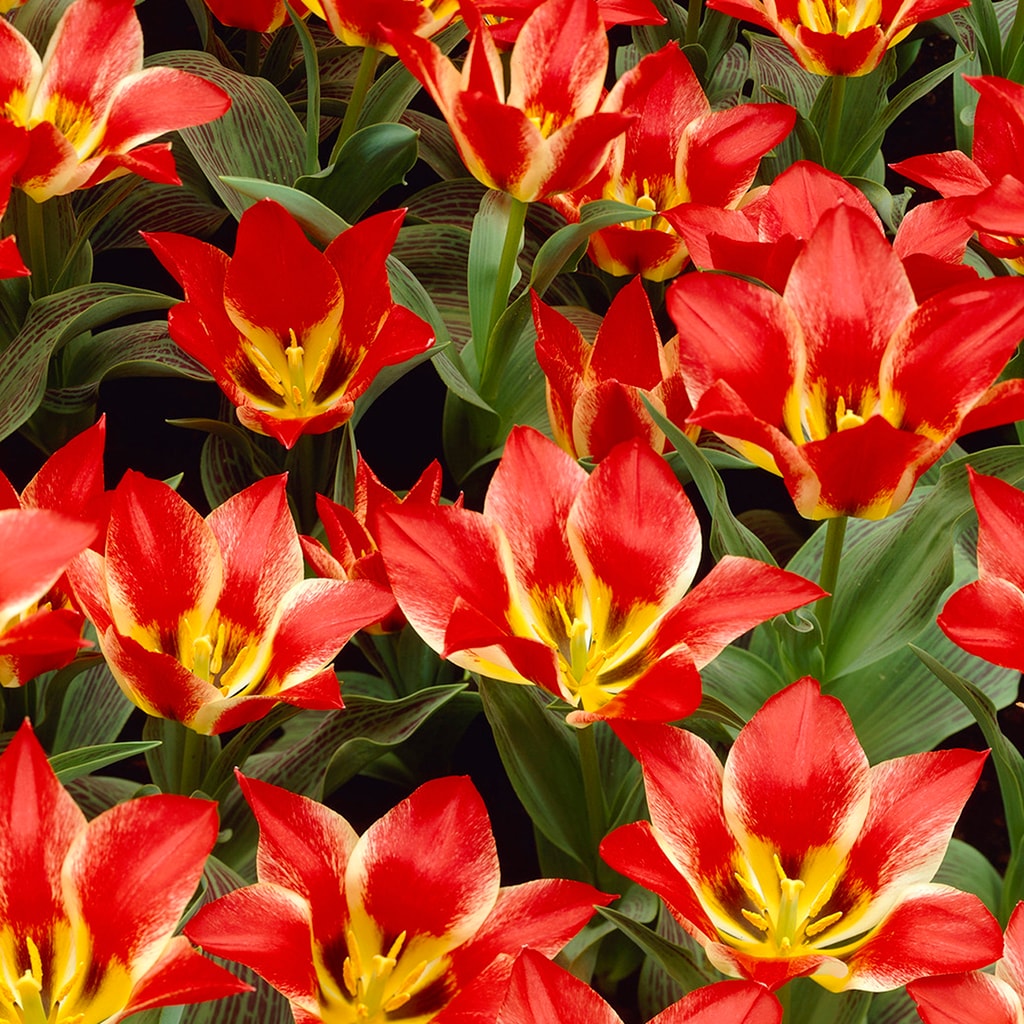 Van Zyverden 87004 Multicolor Tulips Plaisir Bulbs 12.0 Count