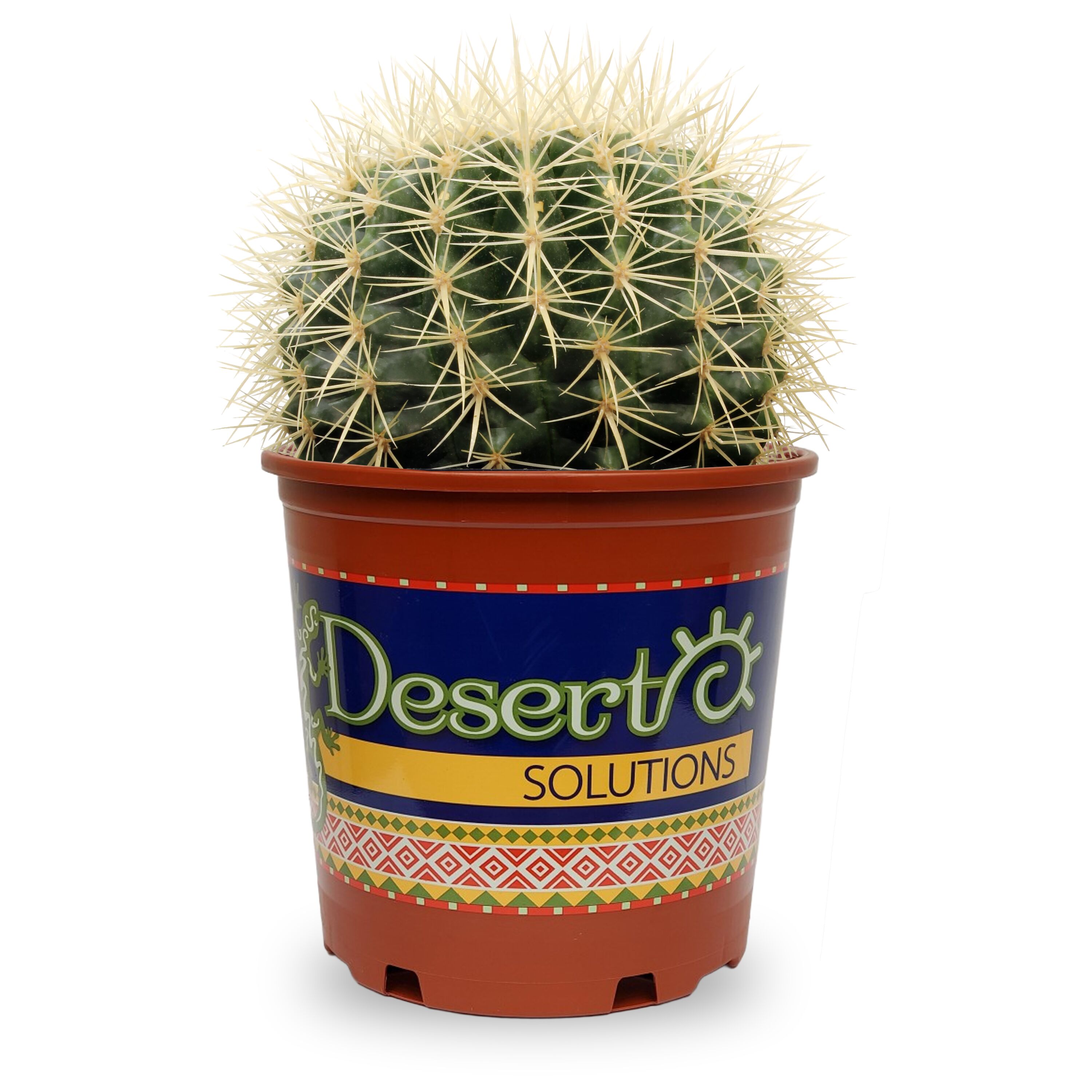 Lowe's 2365226 Golden Barrel Cactus Accent Shrub in 1 -Gallon Pot 1 -Pack with Yellow Blooms