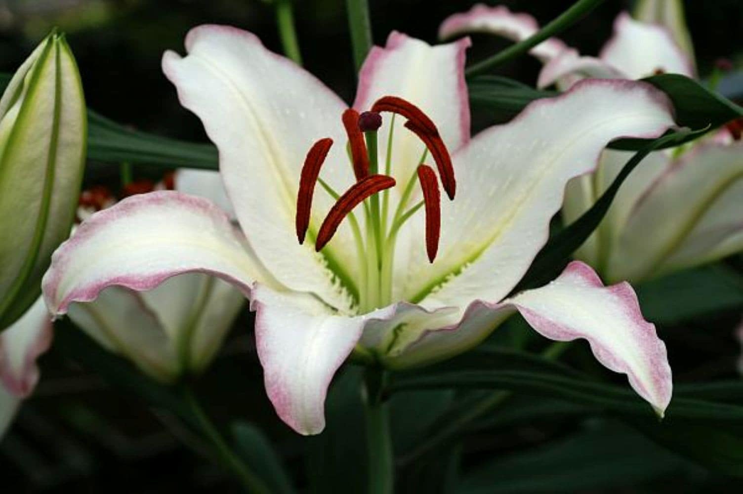 Hirt's Gardens - Hotline Oriental Lily - 2 Bulbs - White with Pink Edge- 16/18 cm