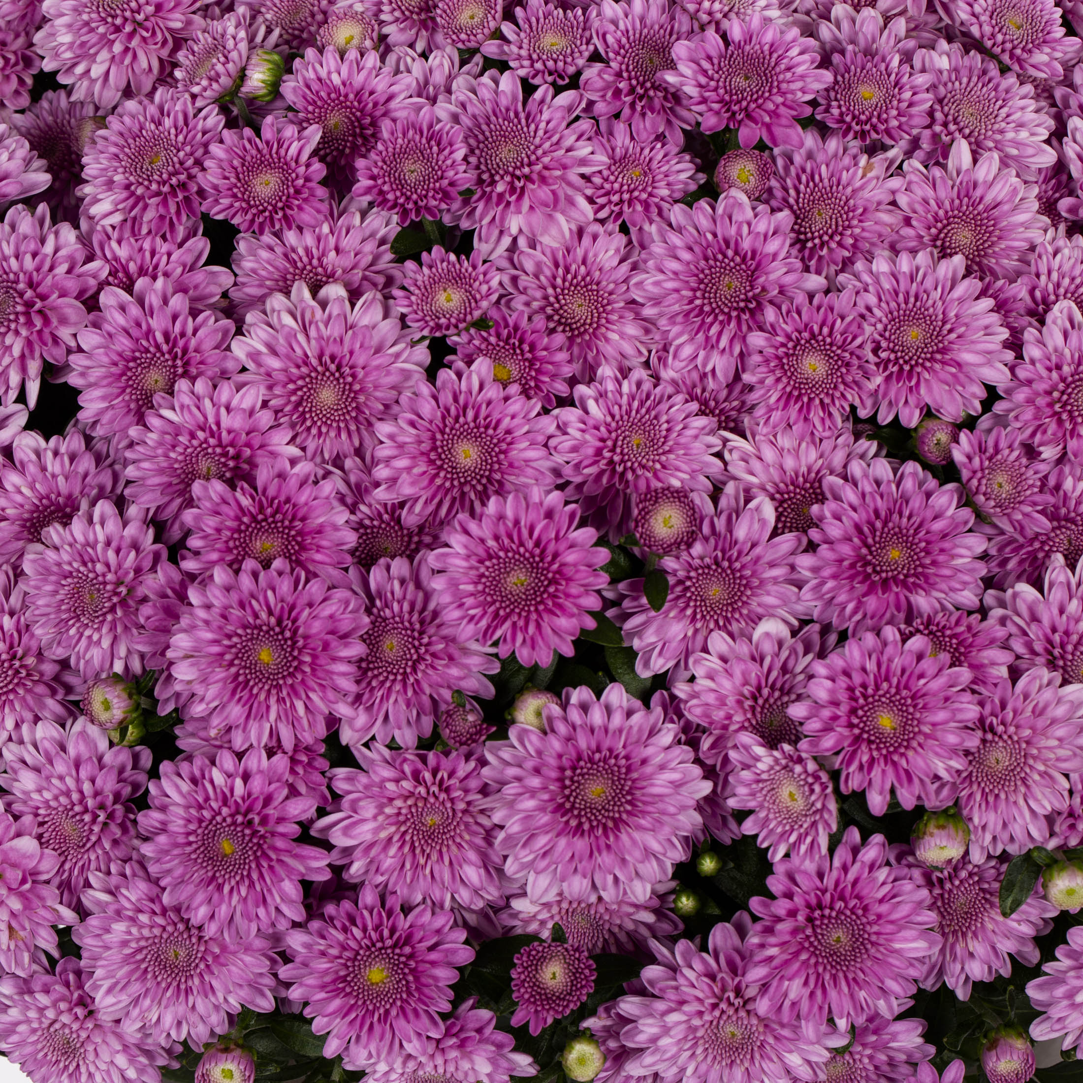 Monrovia 5265 annuals - View #3