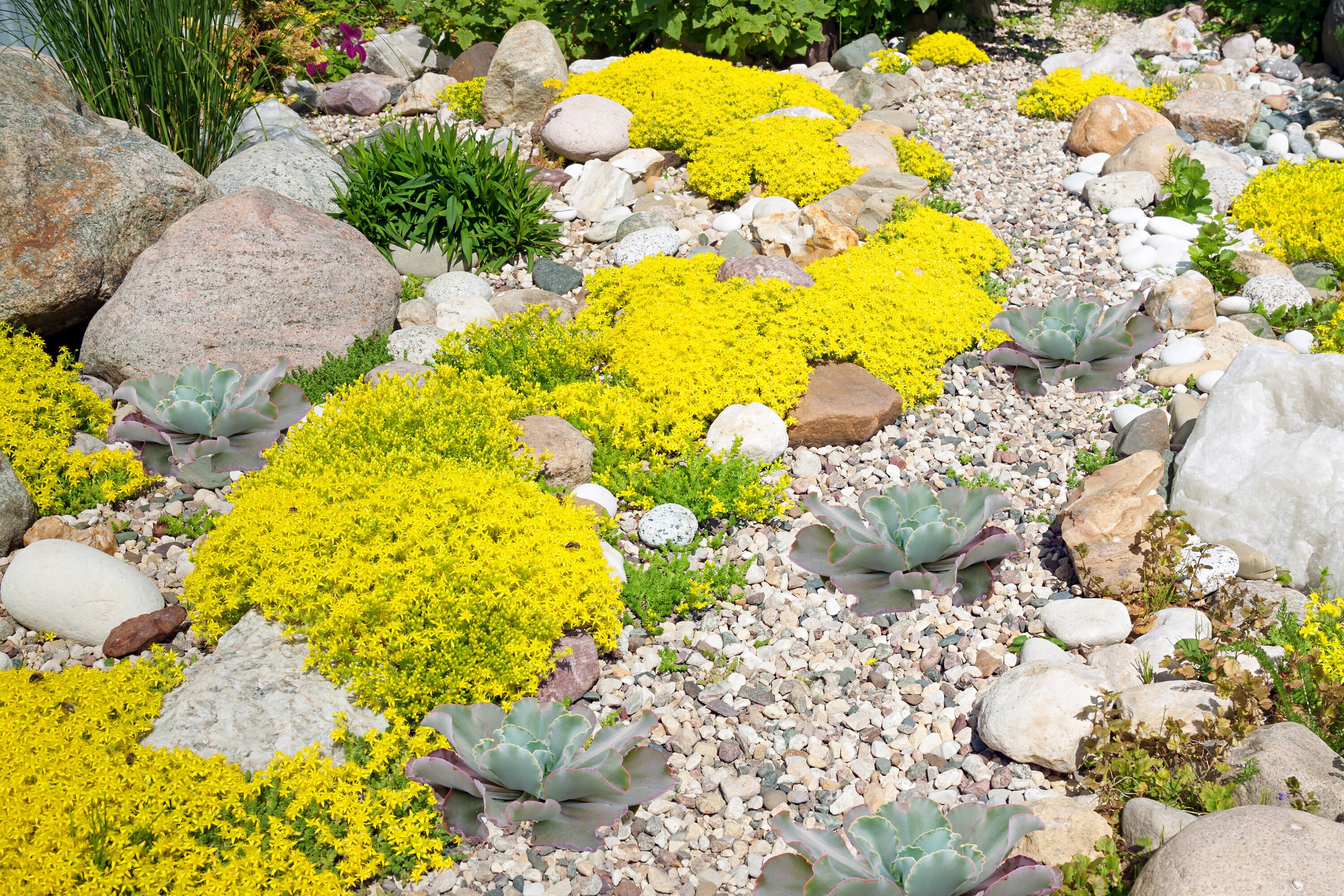  2824 perennials - View #4