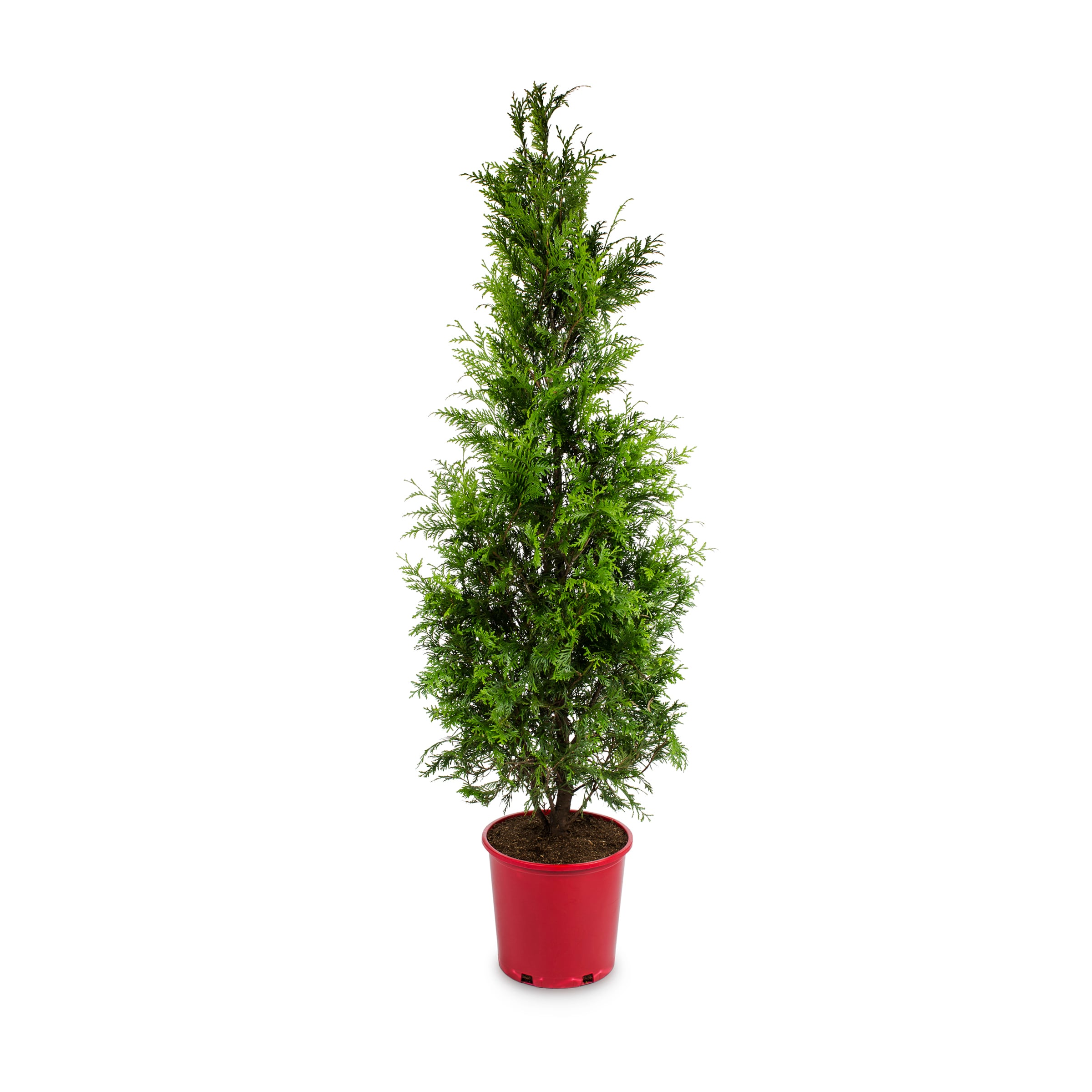 Holiday Living 6 -Gallon Aborvitae 'Little Giant' Feature Shrub 1 -Pack
