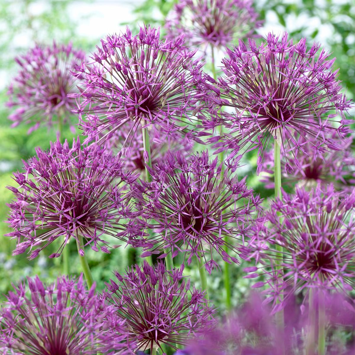 Van Zyverden 87137 Purple Allium Bulbs 5 Count