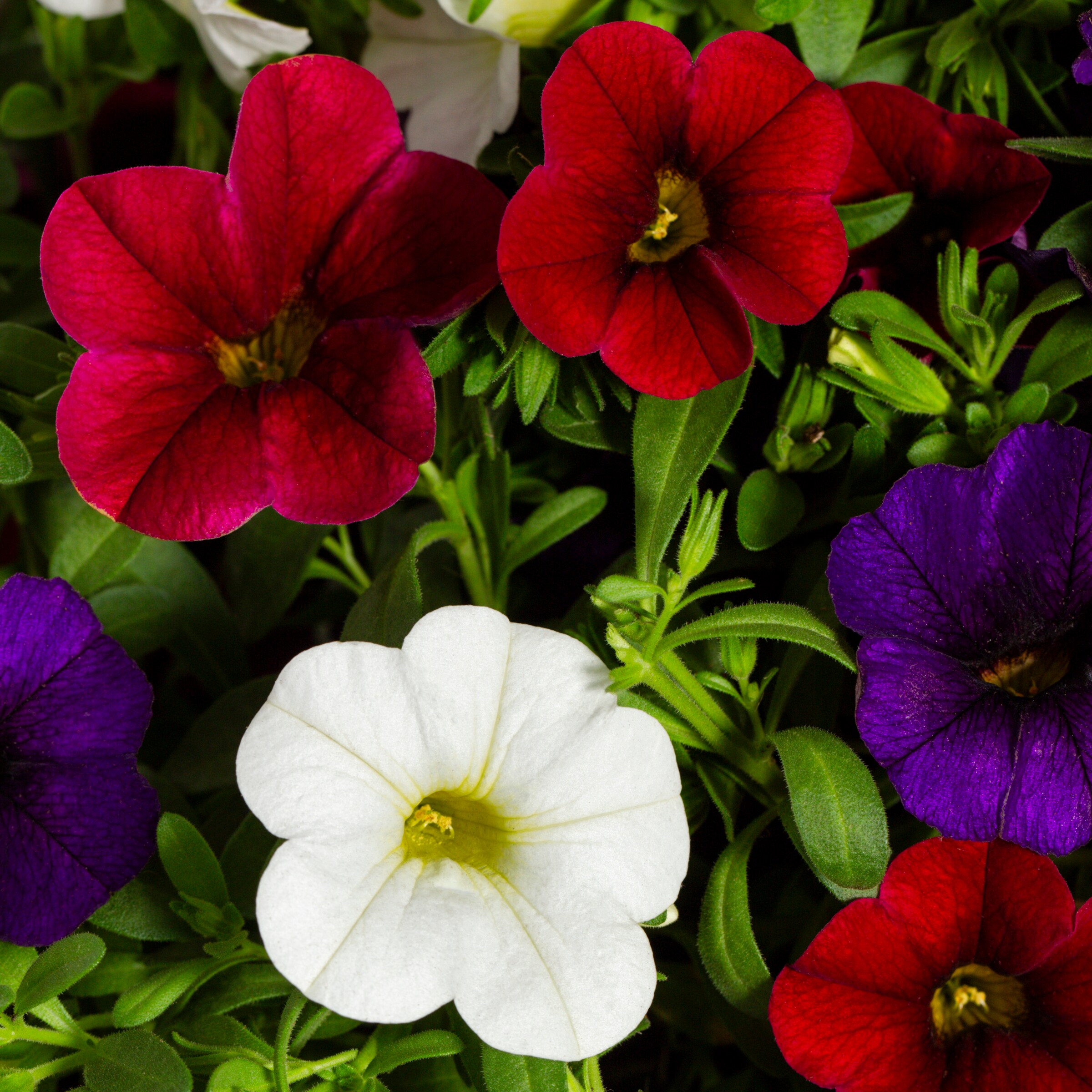 Metrolina Greenhouses 4905 annuals - View #2