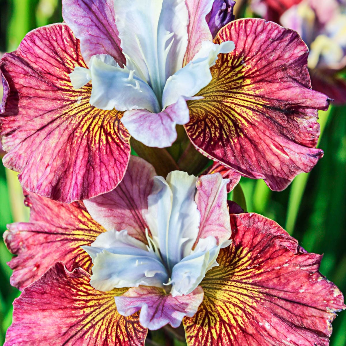 Breck's 60937 Multicolor Painted Woman Sibierian Iris Dormant Perennial Plant in 1 -Pack Bareroot 1 -Pack