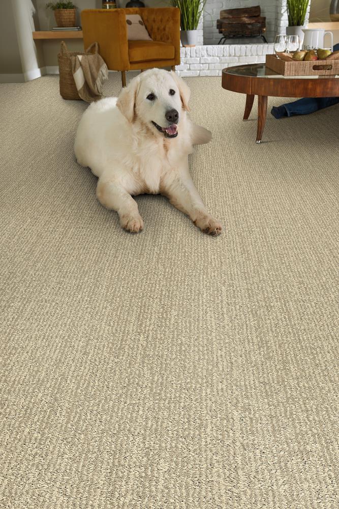 STAINMASTER DL017-103S Carpet-Samples - View #2
