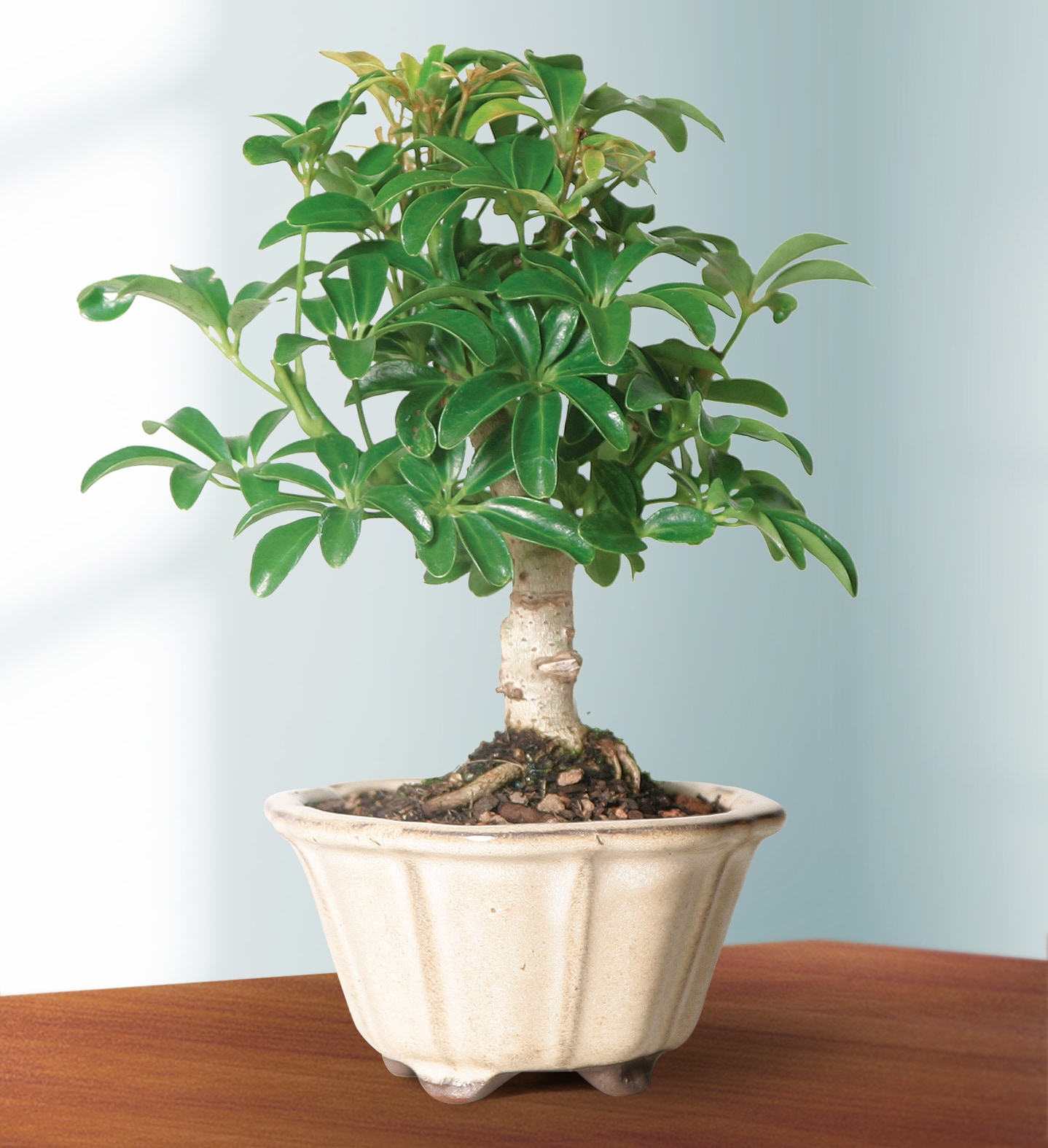 Brussel's Bonsai DT6019ARB trees - View #5