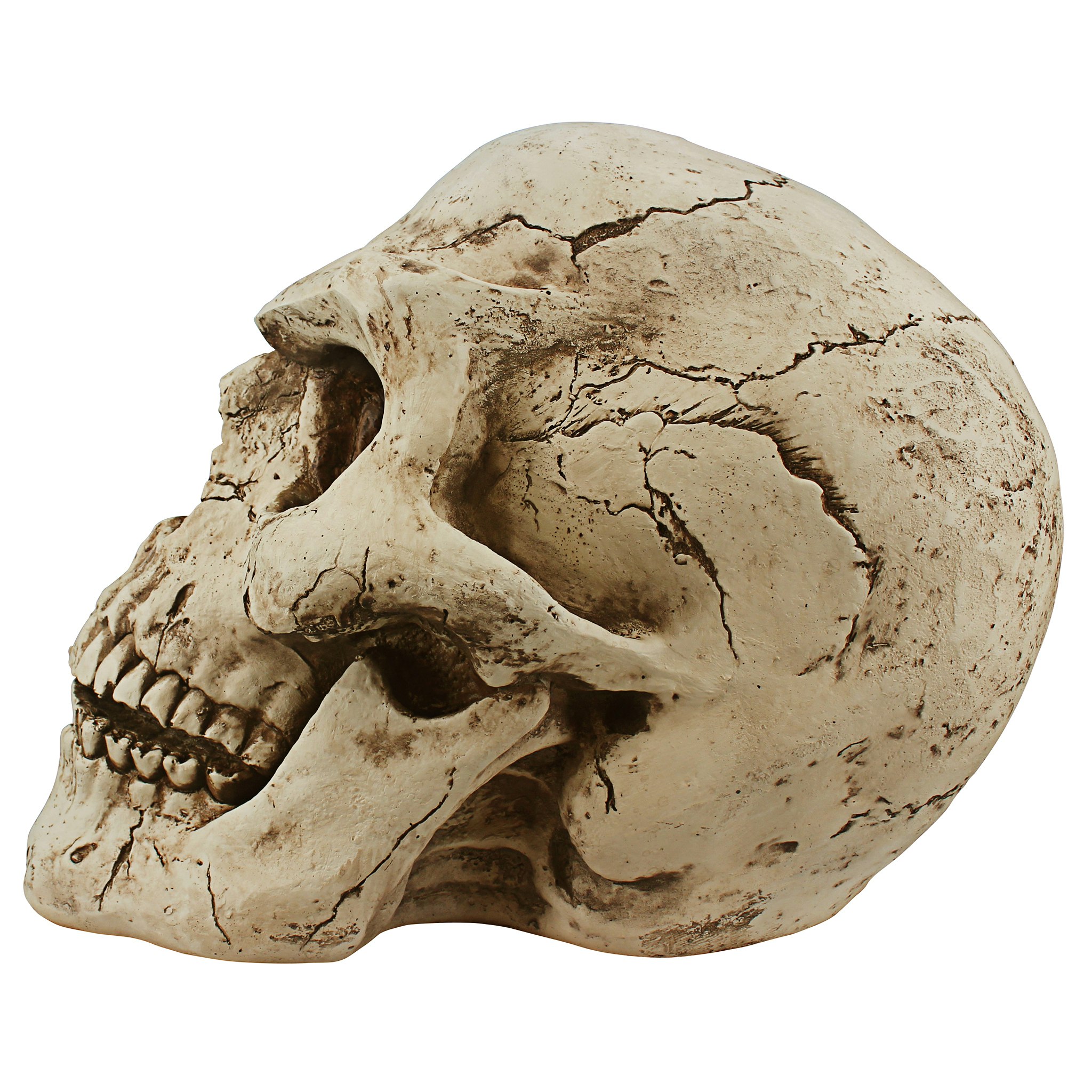 Giant Beige Resin Halloween Skeleton Skull Sculpture