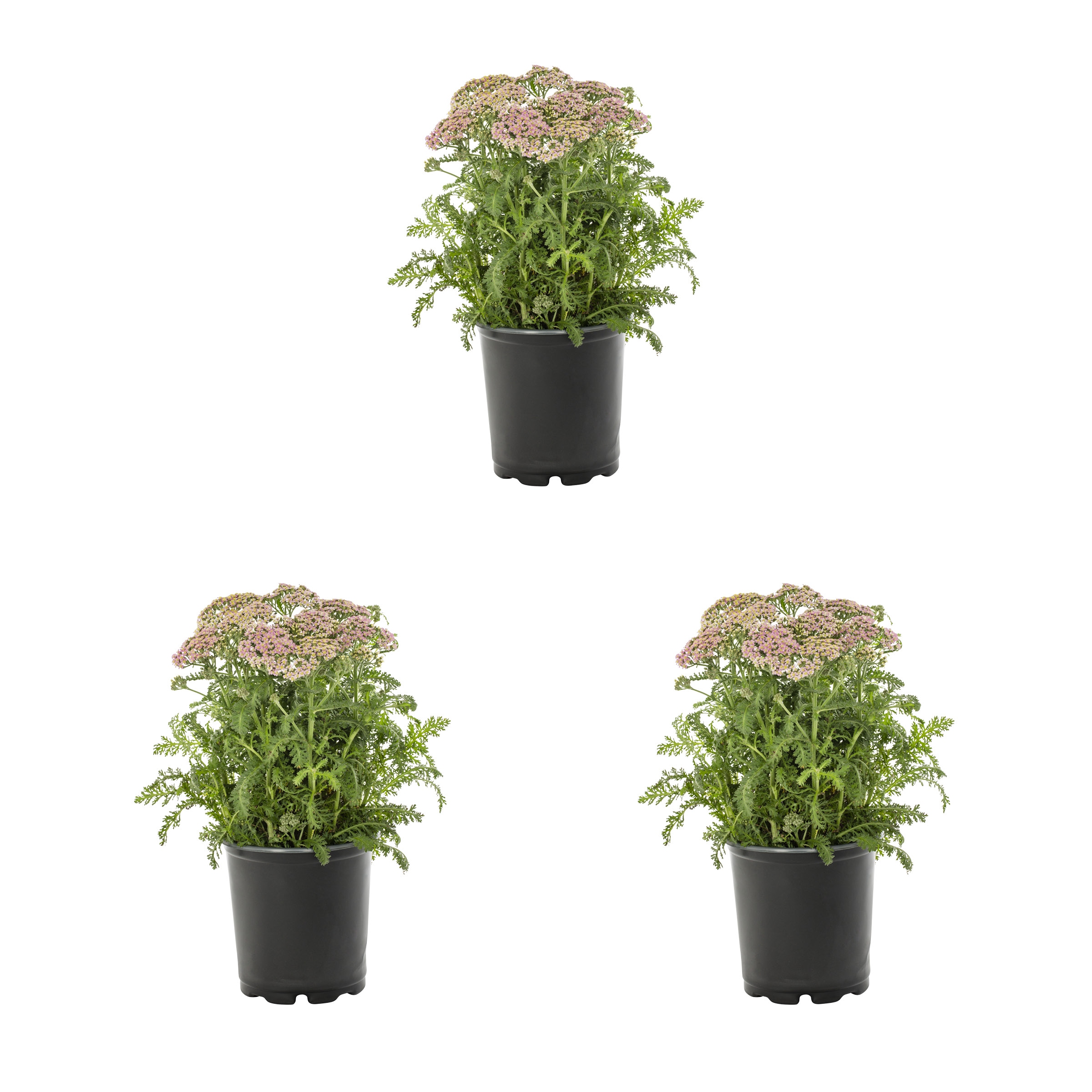 Metrolina Greenhouses 78597 Pink Yarrow Plant in 2 -Quart Pot 3.0 -Pack