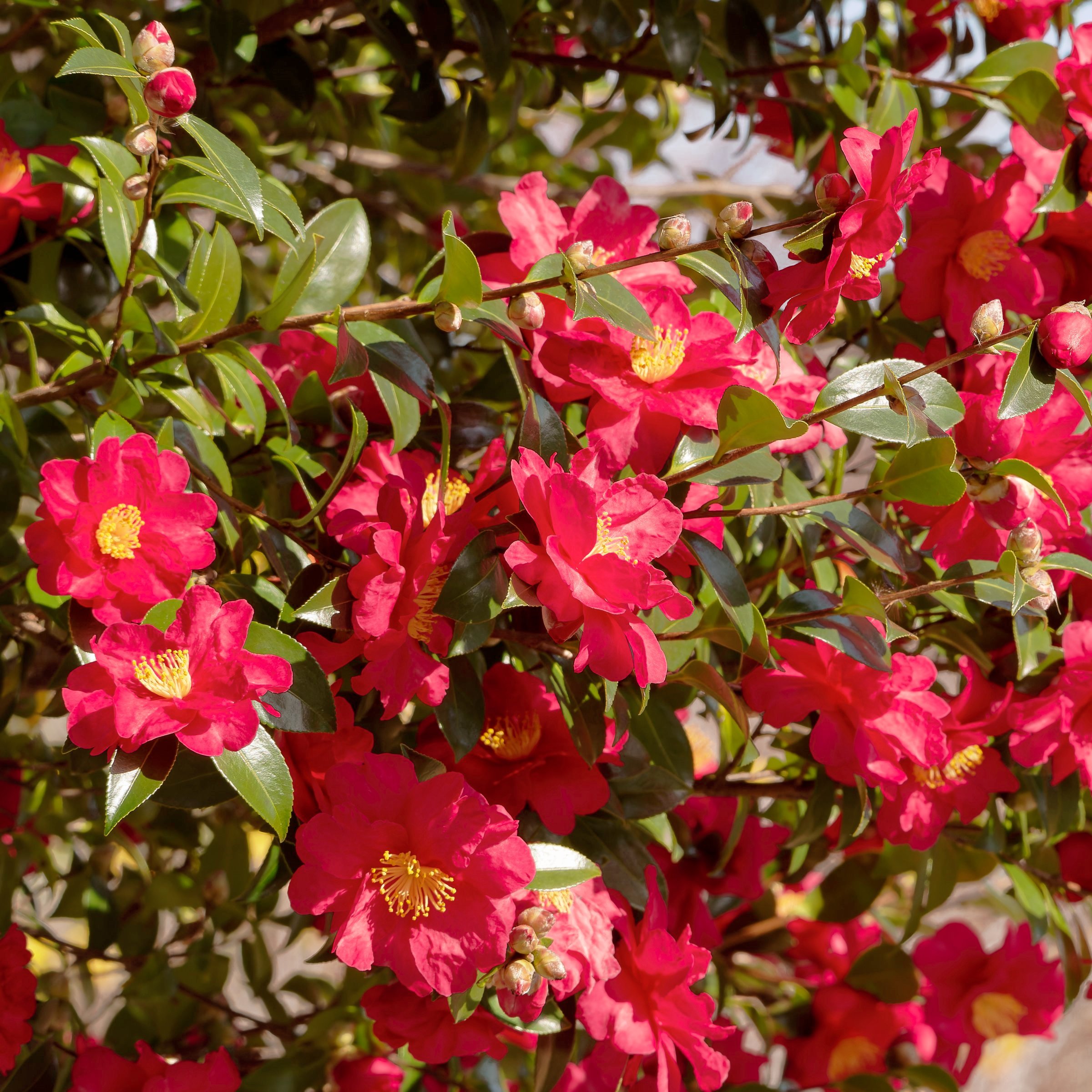 National Plant Network LW2821 shrubs - View #3