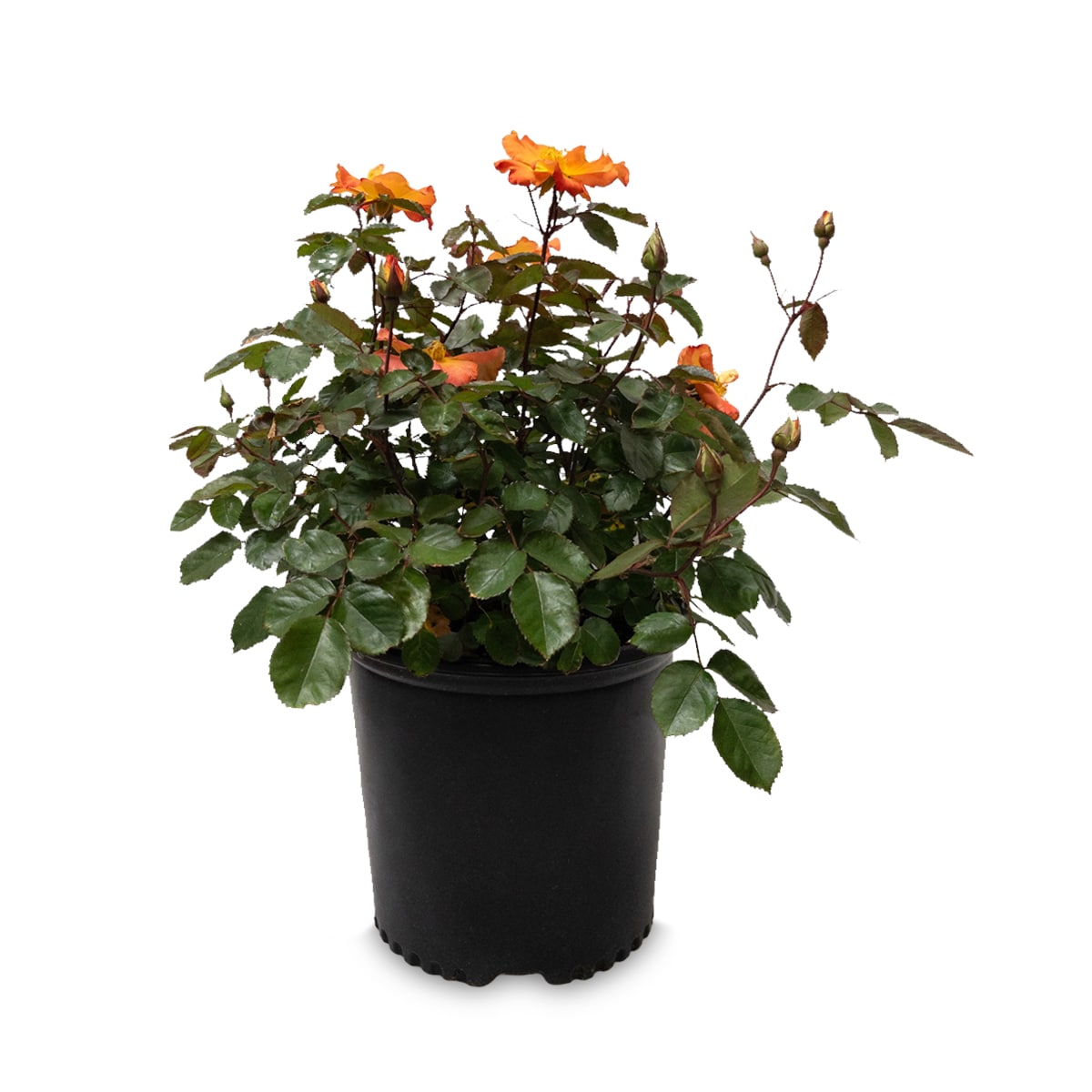 Lowe's 62163FL shrubs - View #5