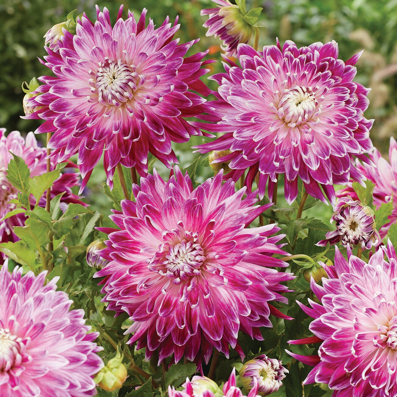 Van Zyverden Multicolor Dahlia Bulbs 5-Count in the Plant Bulbs ...