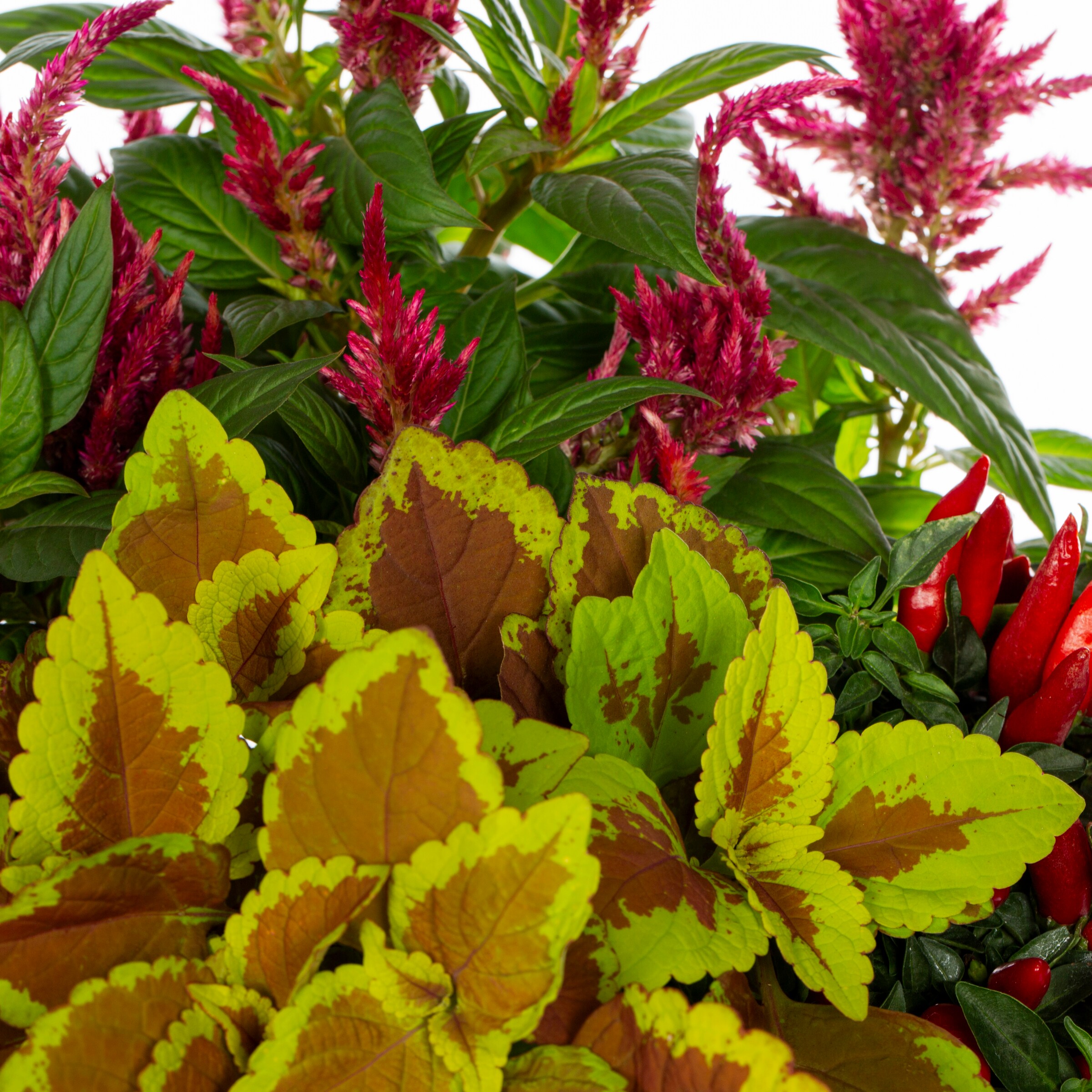 Lowe's 523014 annuals - View #2