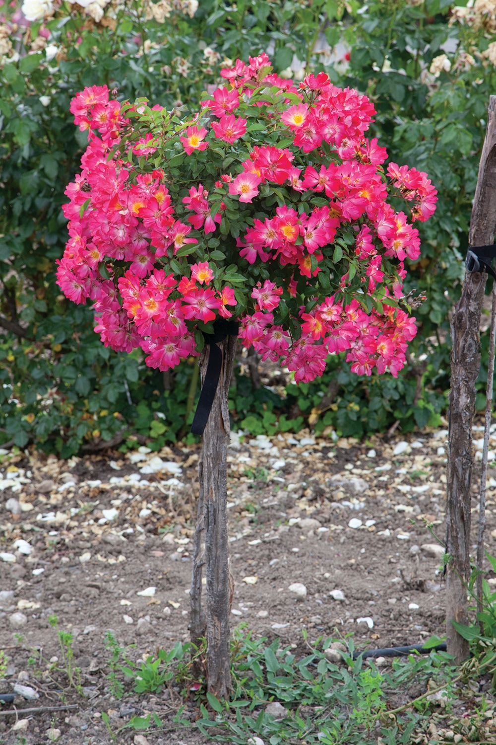 3-gallon in pot pink drift rose tree pink in the roses department