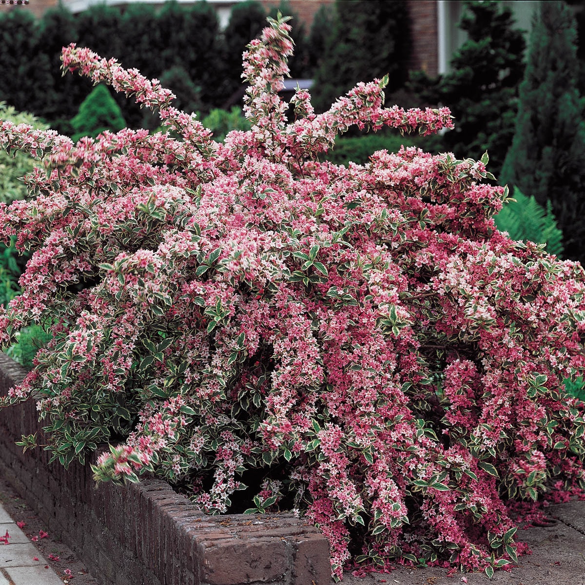 Spring Hill Nurseries 74183 shrubs - View #3