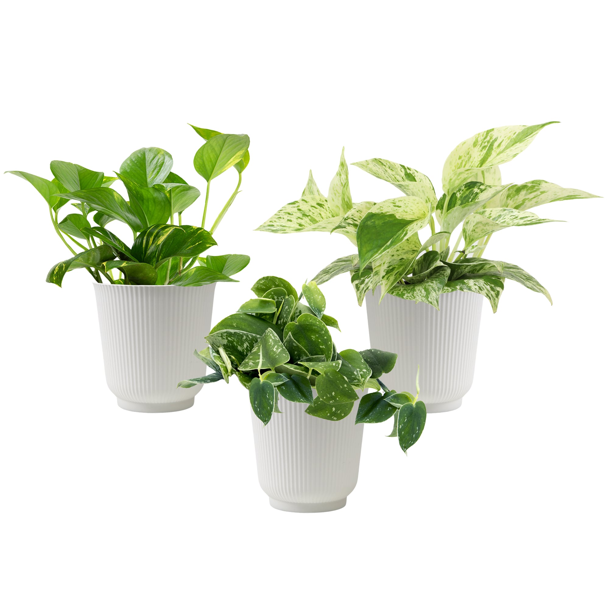 Altman Plants - Pothos Scindapsus House plant in 4.25 Inch(es) Planter 3 -Pack