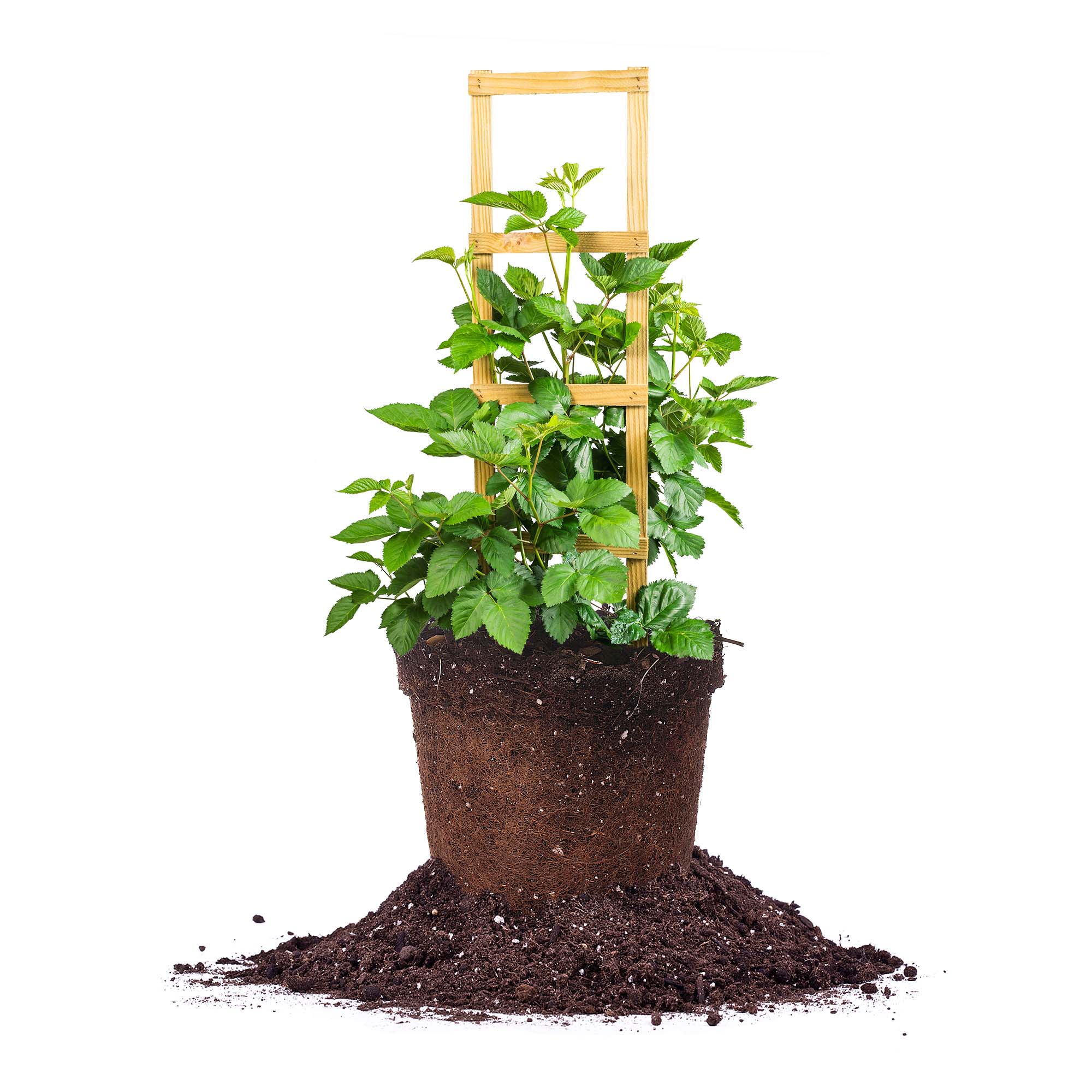 Perfect Plants LOAPACHEBLACKBERRY3G Apache Blackberry Feature Shrub in 3 -Gallon Pot 1 -Pack with White Blooms