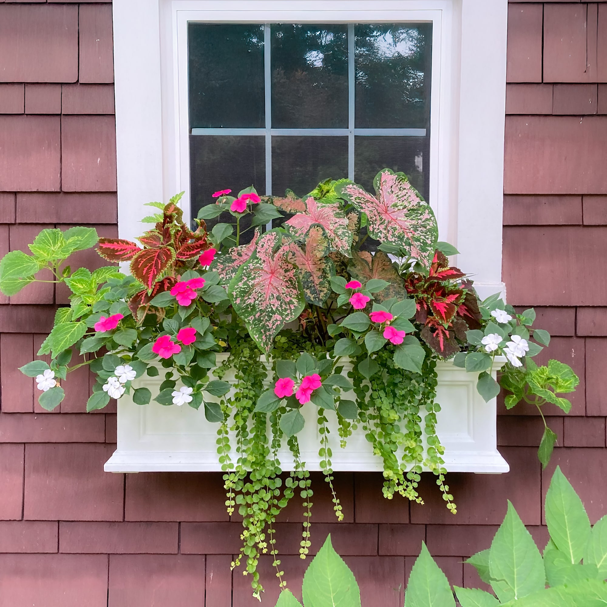 Mayne 5822-W Planter-Window-Box - View #12