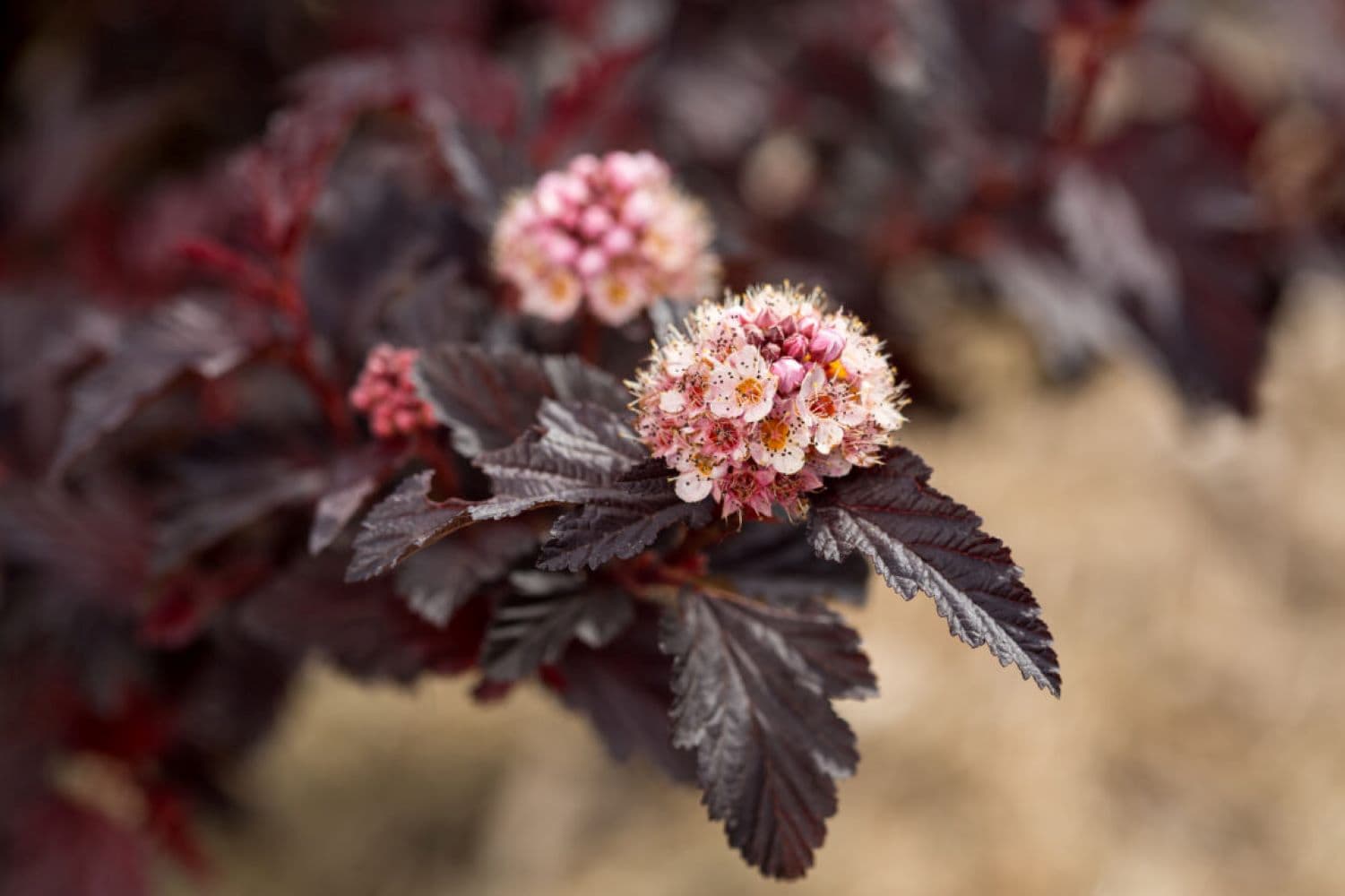 Lowe's NURSERY shrubs - View #3