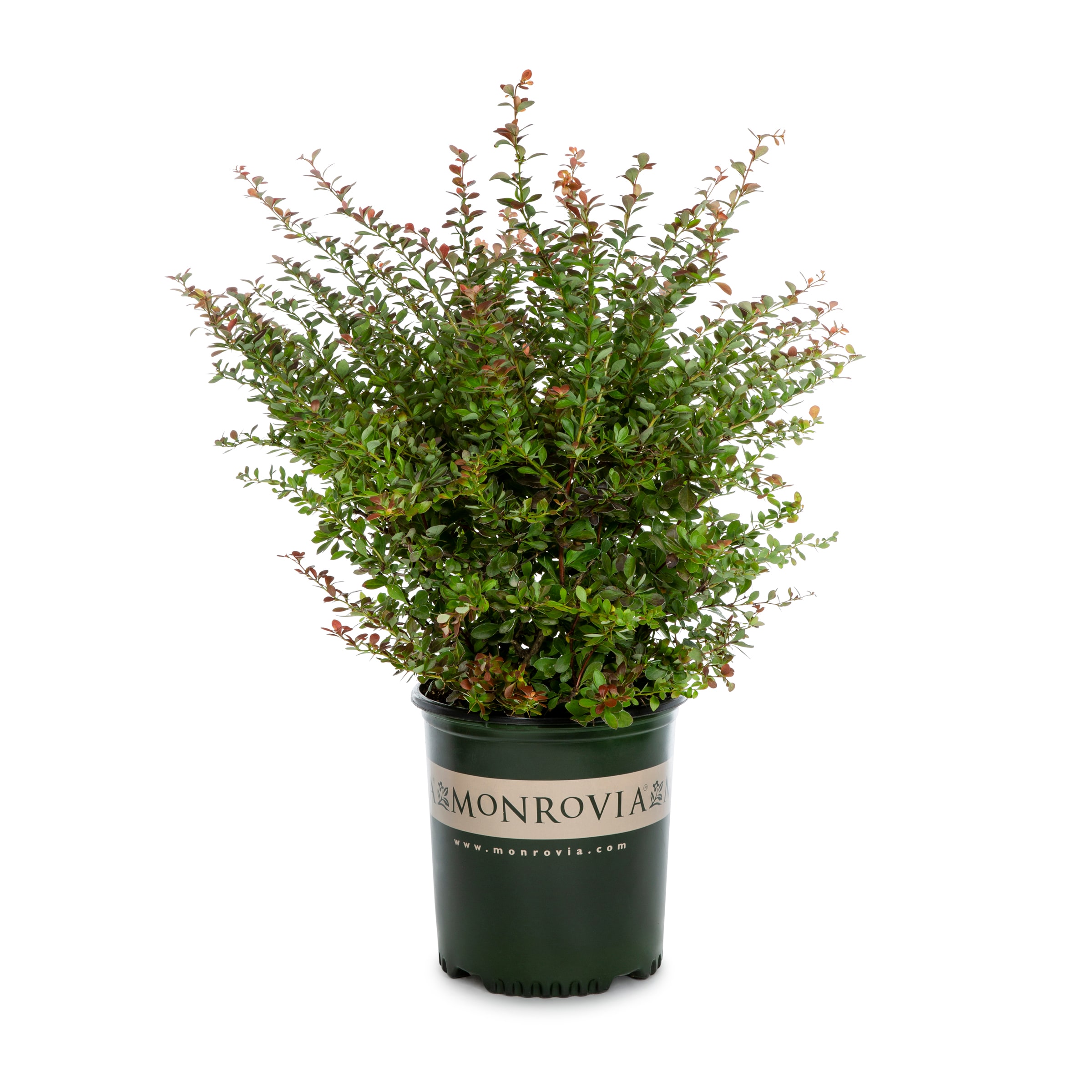 Crimson Pygmy Dwarf Japanese Barberry Shrubs at Lowes.com