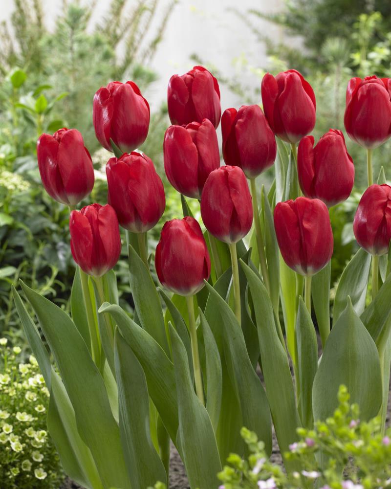 Oxford Tulip Plants, Bulbs & Seeds at Lowes.com