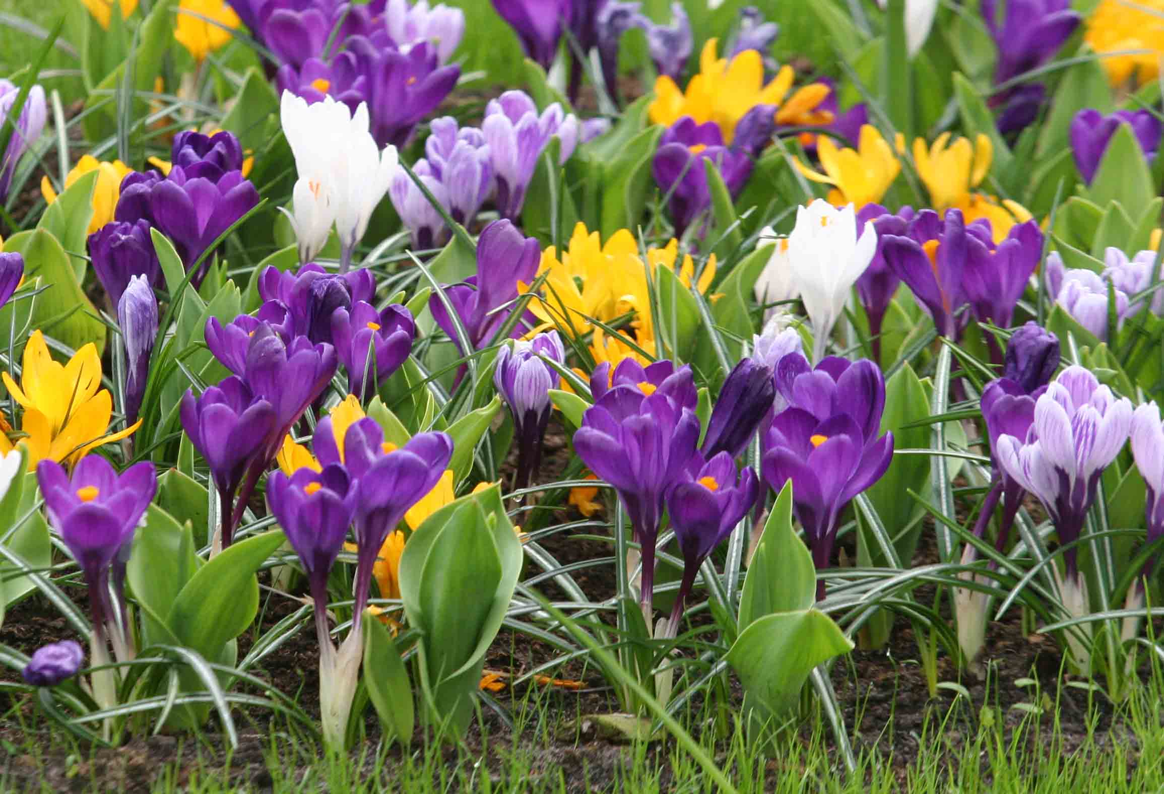  20.23611 Mixed Crocus Bulbs