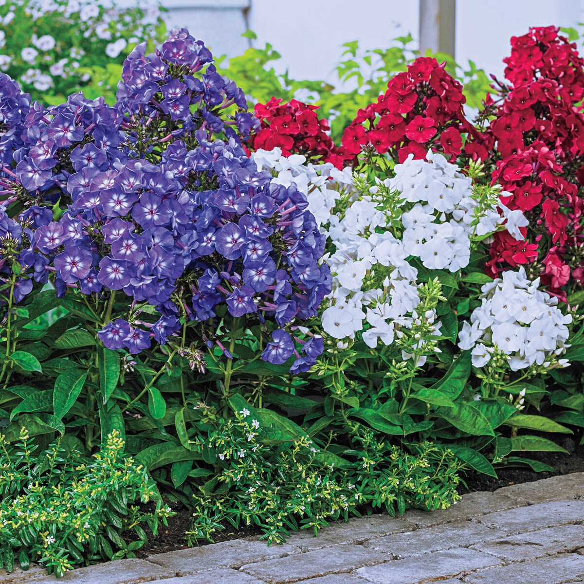 Spring Hill Nurseries 88518 perennials - View #2