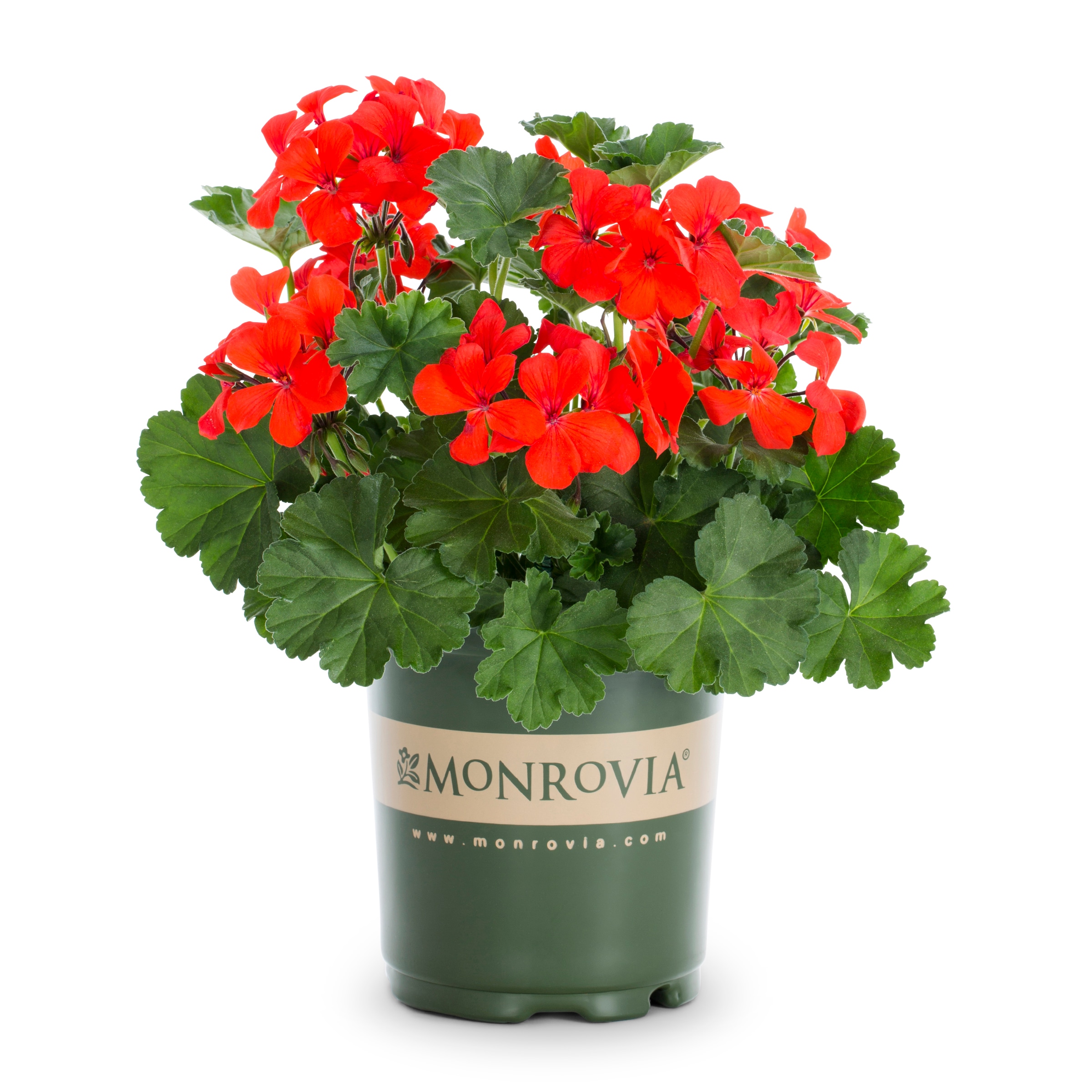 Monrovia 4846 annuals - View #5