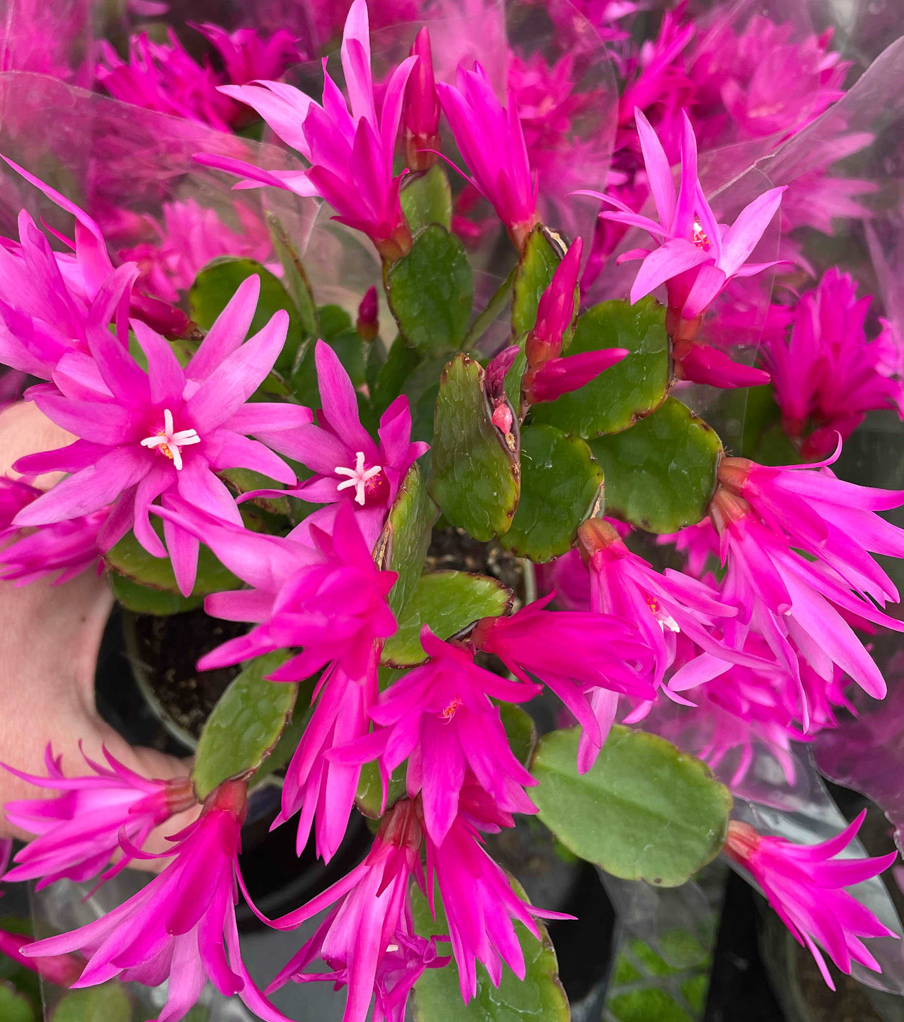 Hirt's Gardens Rose Fuchsia Easter Cactus - Rhipsalidopsis - 4 inch Pot in  the House Plants department at Lowes.com