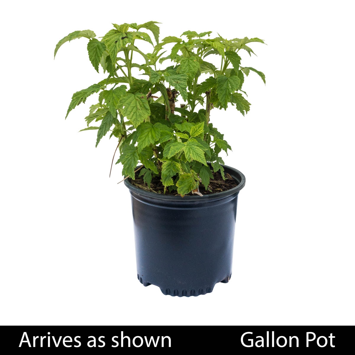 Gurney's Seed and Nursery Heritage Raspberry Plant - Lemon Common Name ...