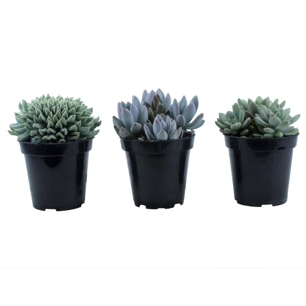 3-Pack Succulents in 11-oz Pot at Lowes.com