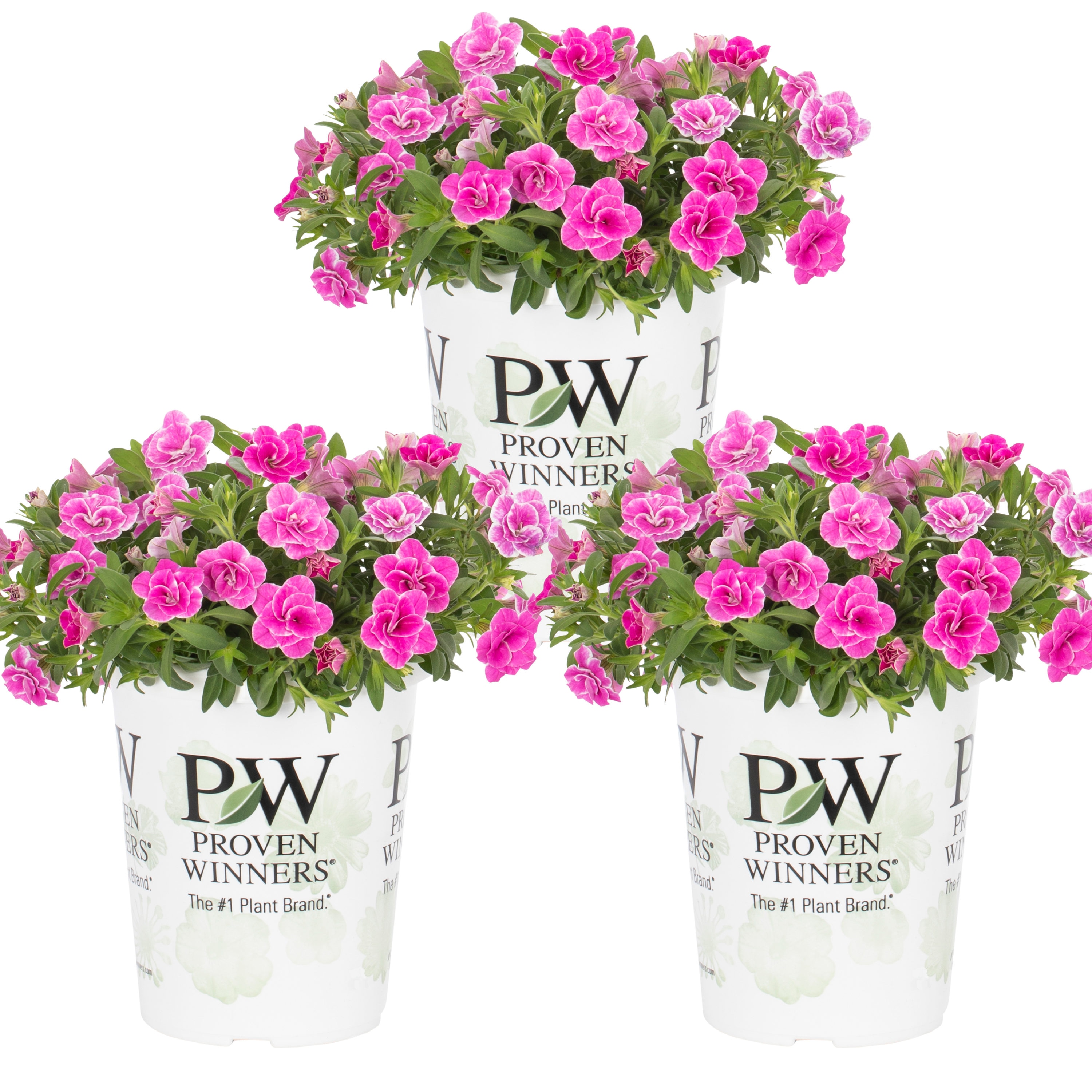 Proven Winners 4524 Multicolor Calibrachoa in 2 Quart(s) Pot 3 -Pack