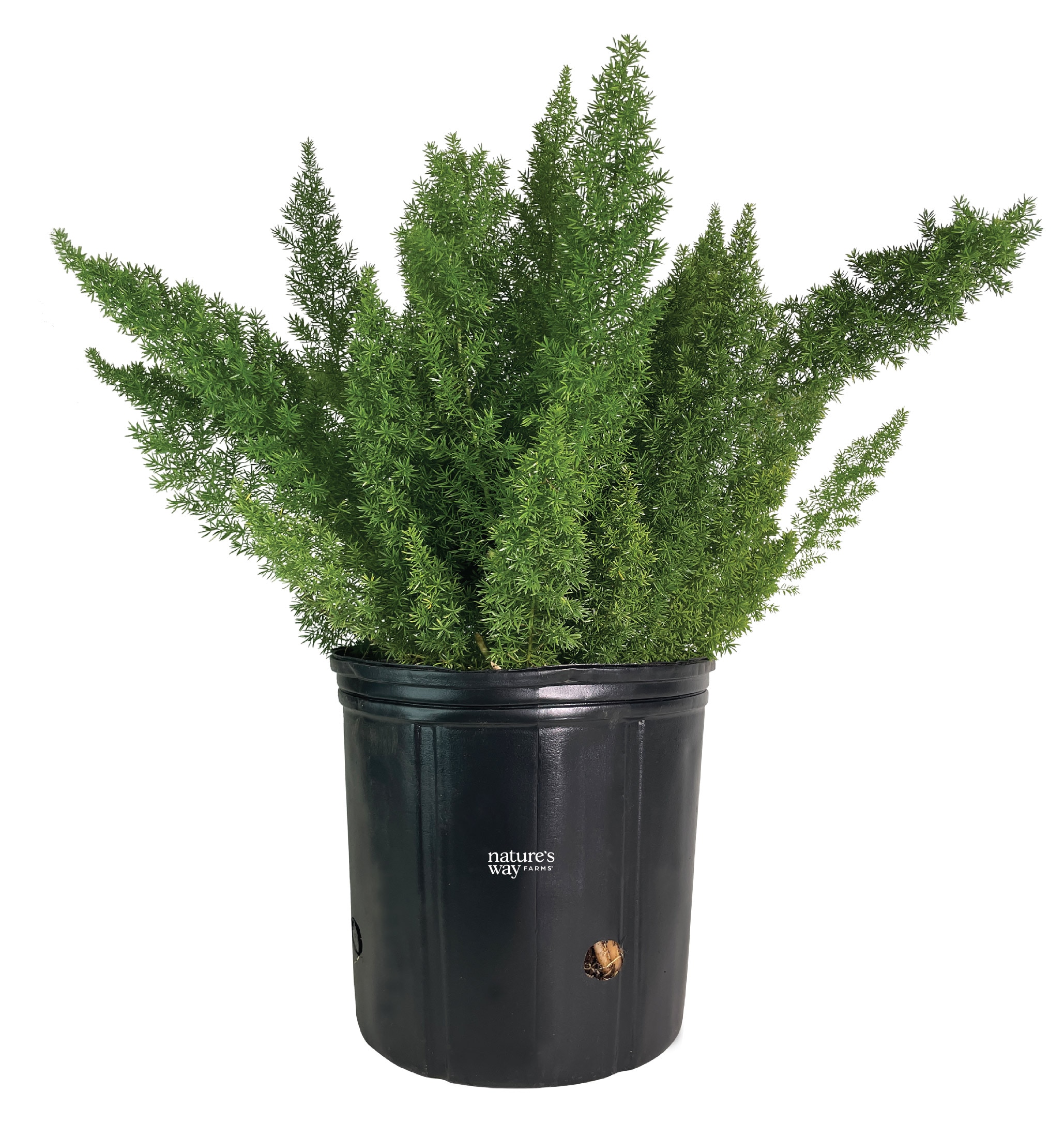  3254 Foxtail Fern Plant in 10 -in Pot 1 -Pack