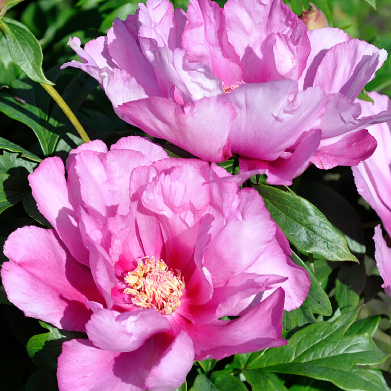 Van Zyverden Purple Itoh Peony First Arrival Bulbs Bagged in the Plant  Bulbs department at 