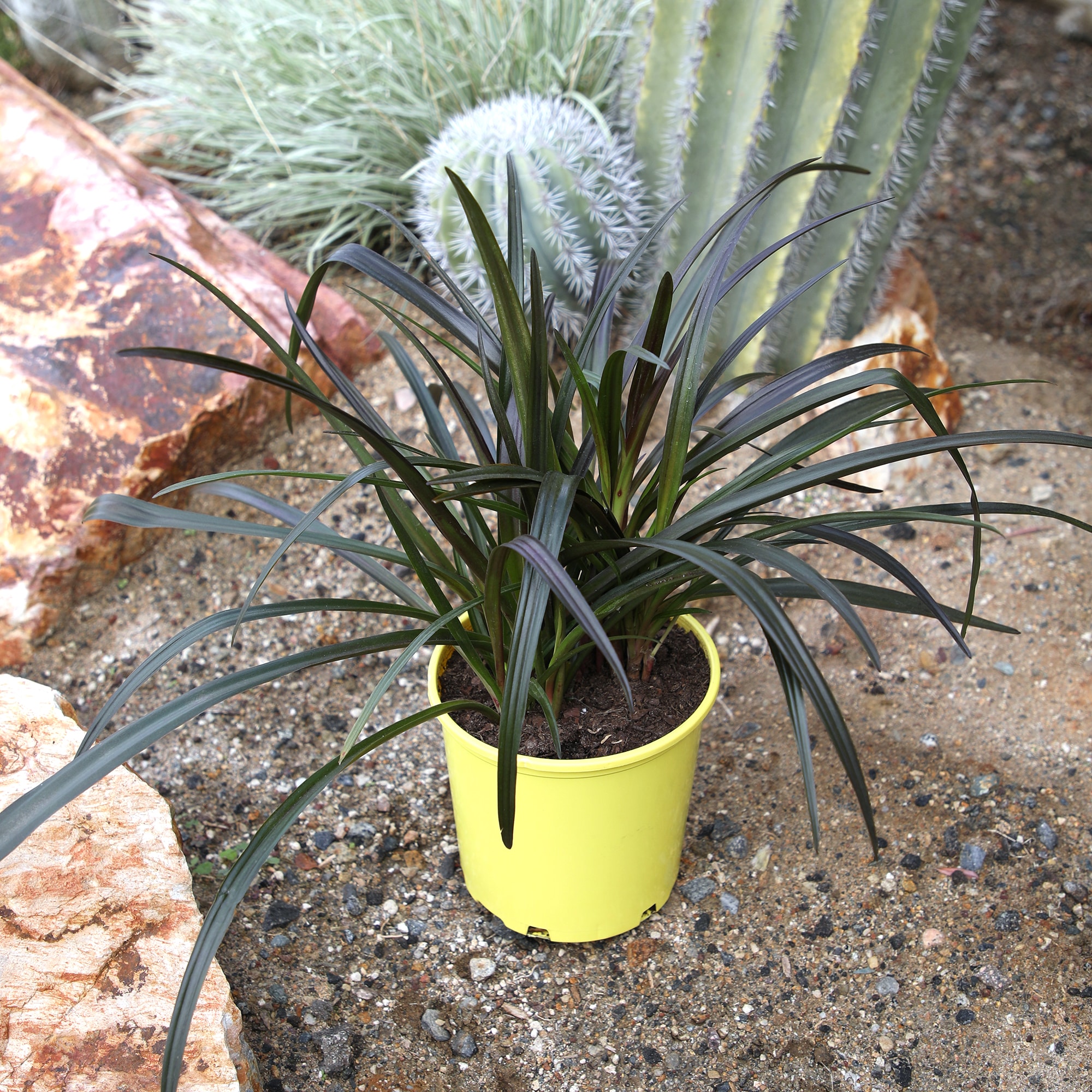 Altman Plants 0873130 perennials - View #2