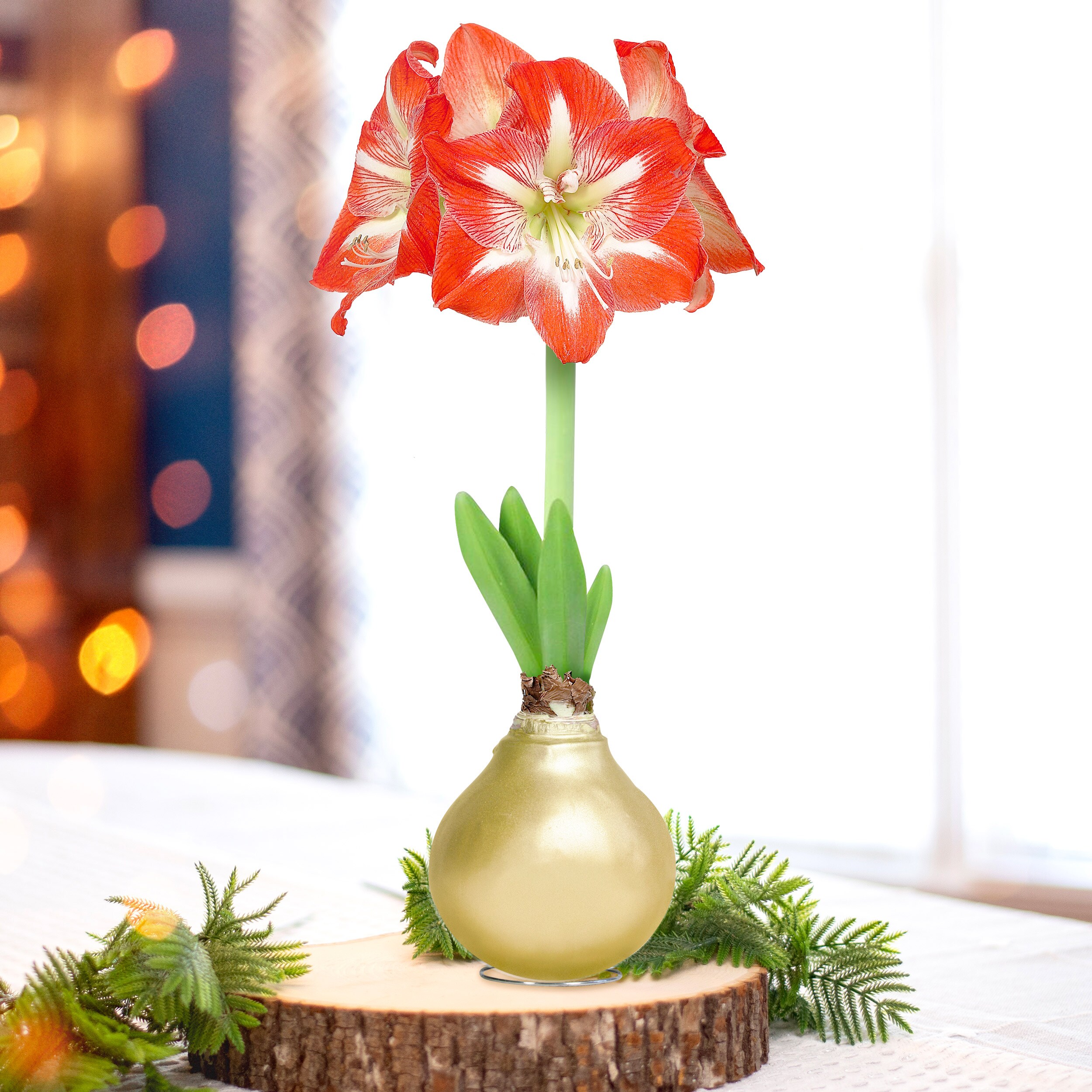 Garden State Bulb ECH-34-01-01 Plant-Bulbs - View #5