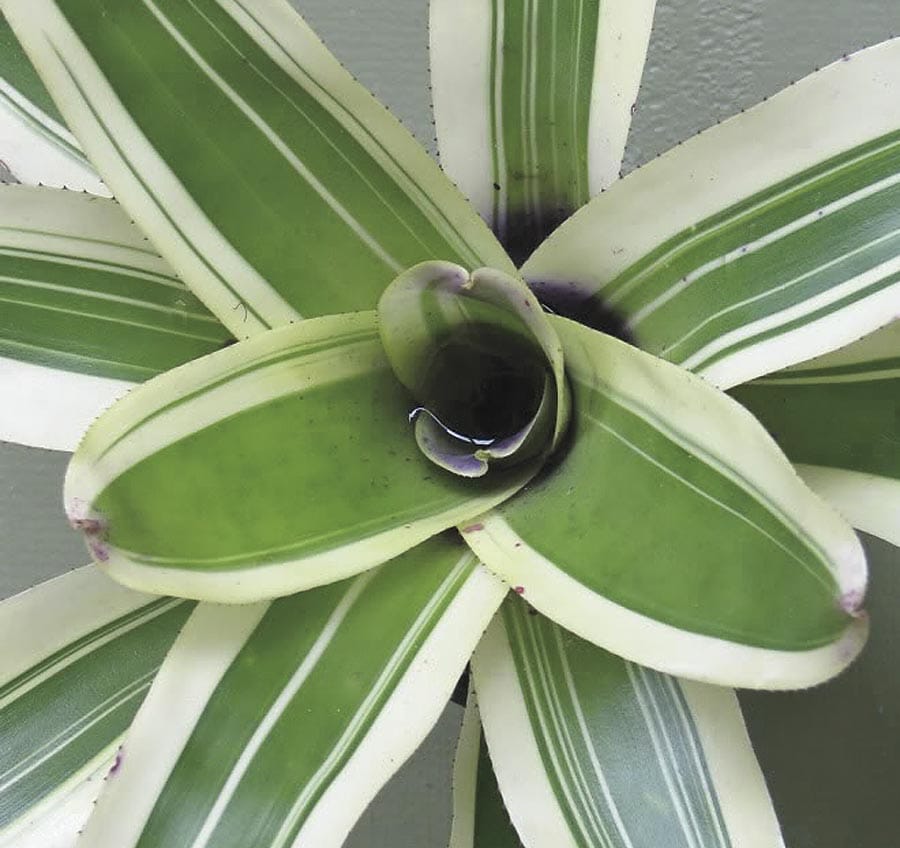 Lowe's NURSERY Sansveria in 1-in Planter