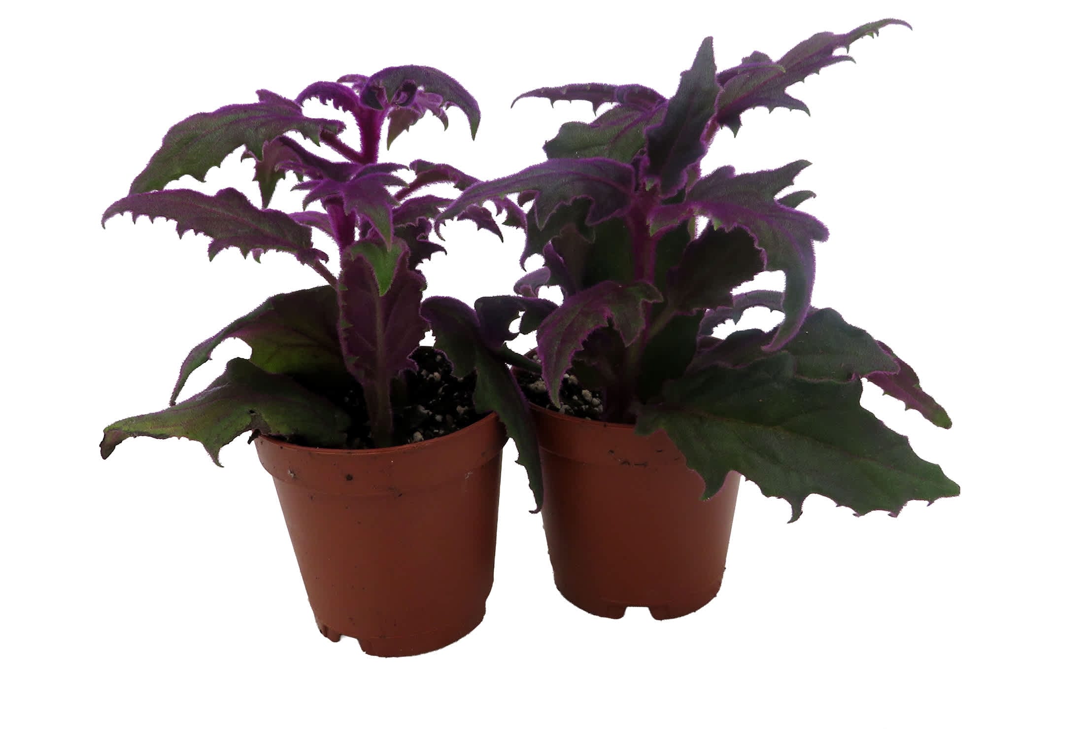 Hirt's Gardens - Purple Passion - 2 Live Plants 2 inch Pots - EROTIC - Gynura - Indoors