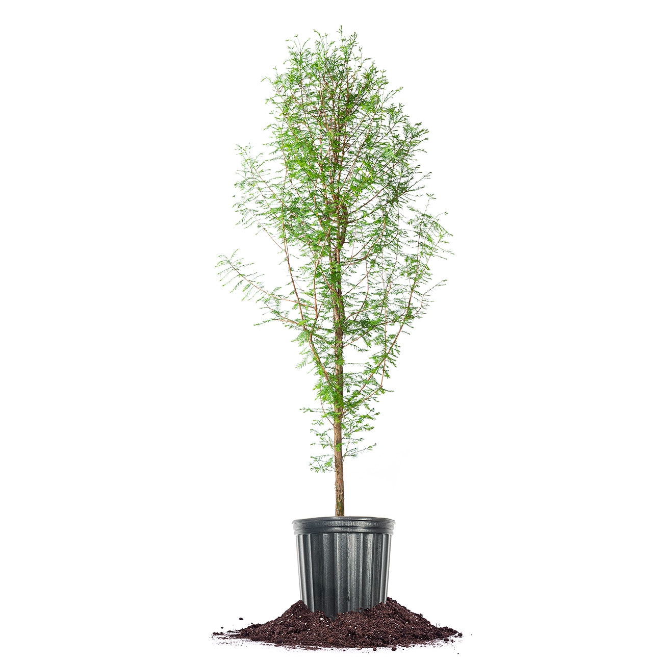 Perfect Plants LOBALDCYPRESS5G 5 -Gallon Shade Bald Cypress In pot (with soil)