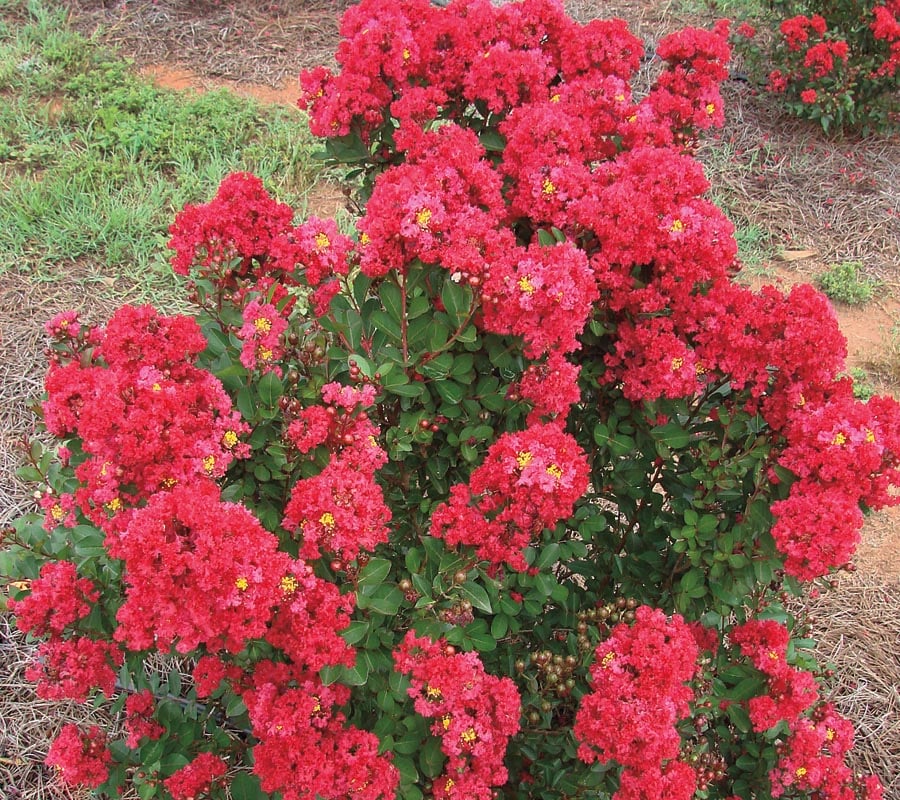  NURSERY Red Enduring Summer Red Crape Myrtle Flowering Shrub In Pot (With Soil)
