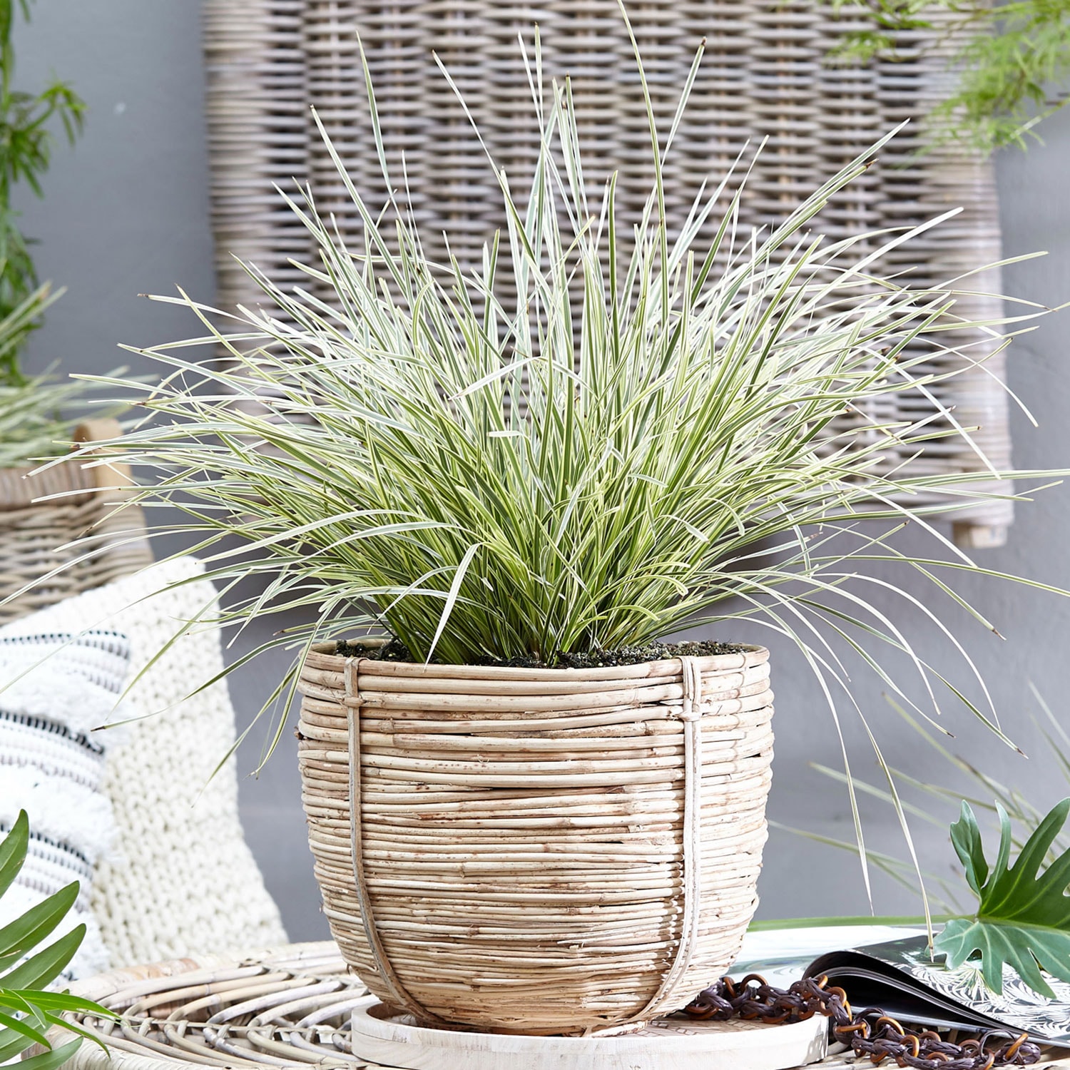 Southern Living Plant Collection 1879Q-1 Ornamental-Grasses - View #9