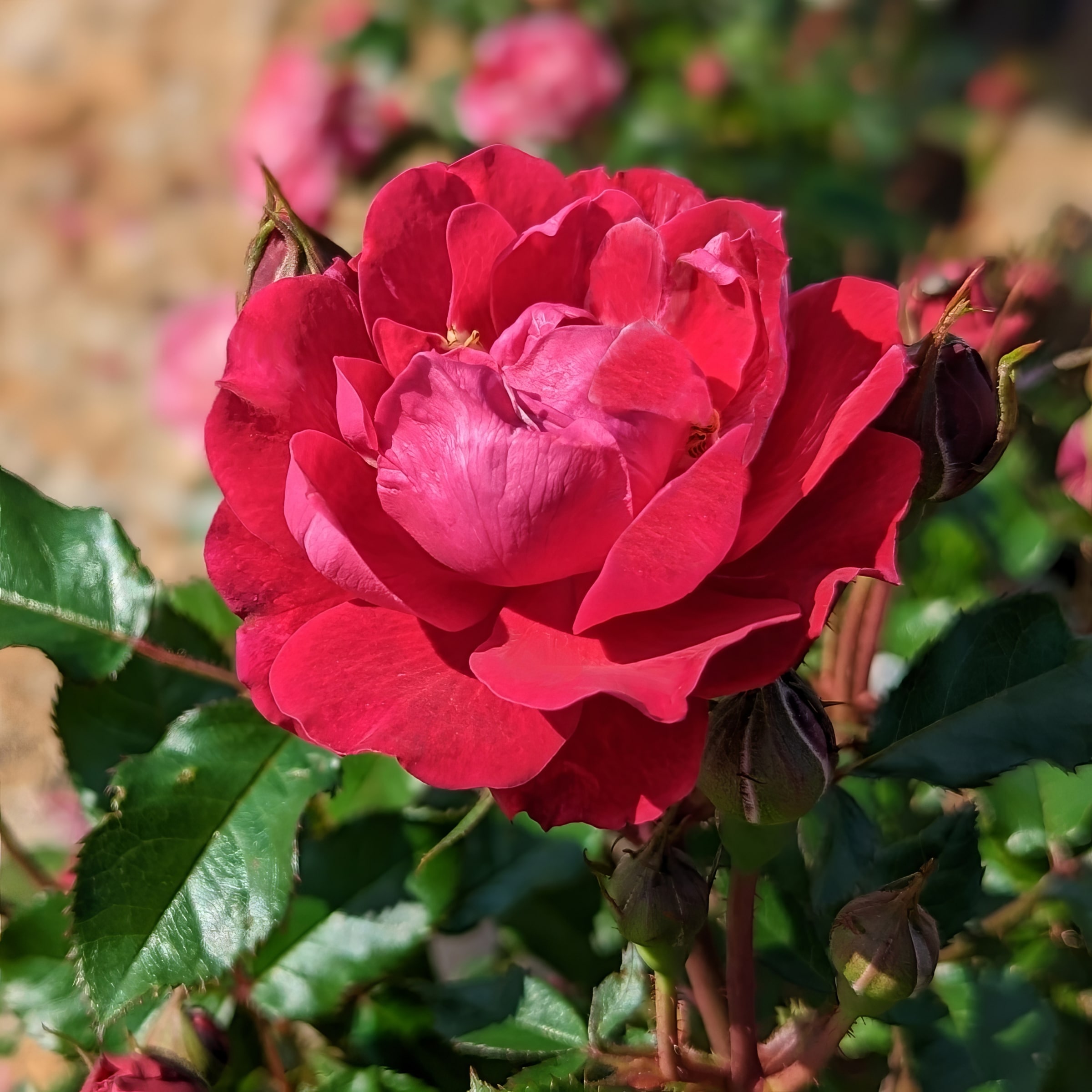 Knock Out Rose Roses at Lowes.com