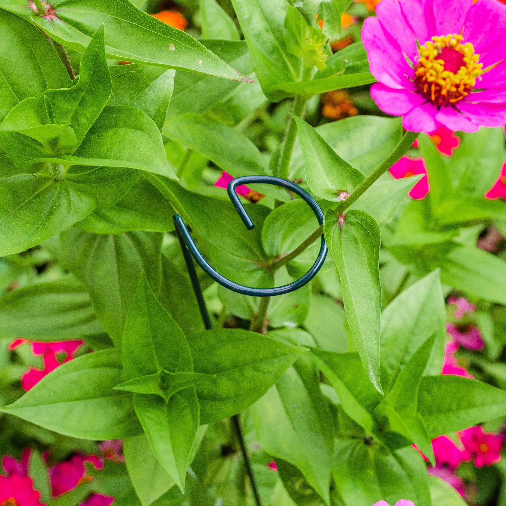 Gardener's Blue Ribbon 1800-in Plant Ties in the Plant Ties department at