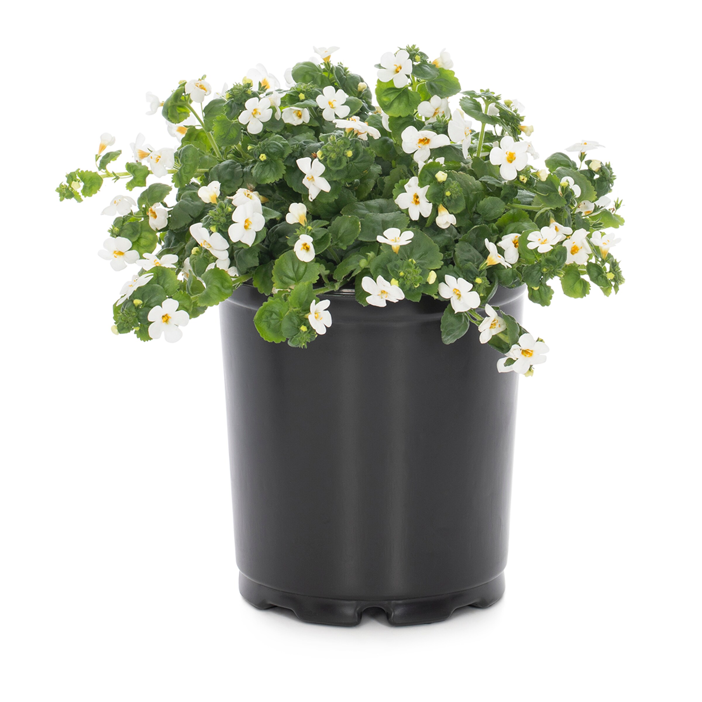 Lowe's Multicolor Bacopa in 2.5-Quart Pot in the Annuals department at ...