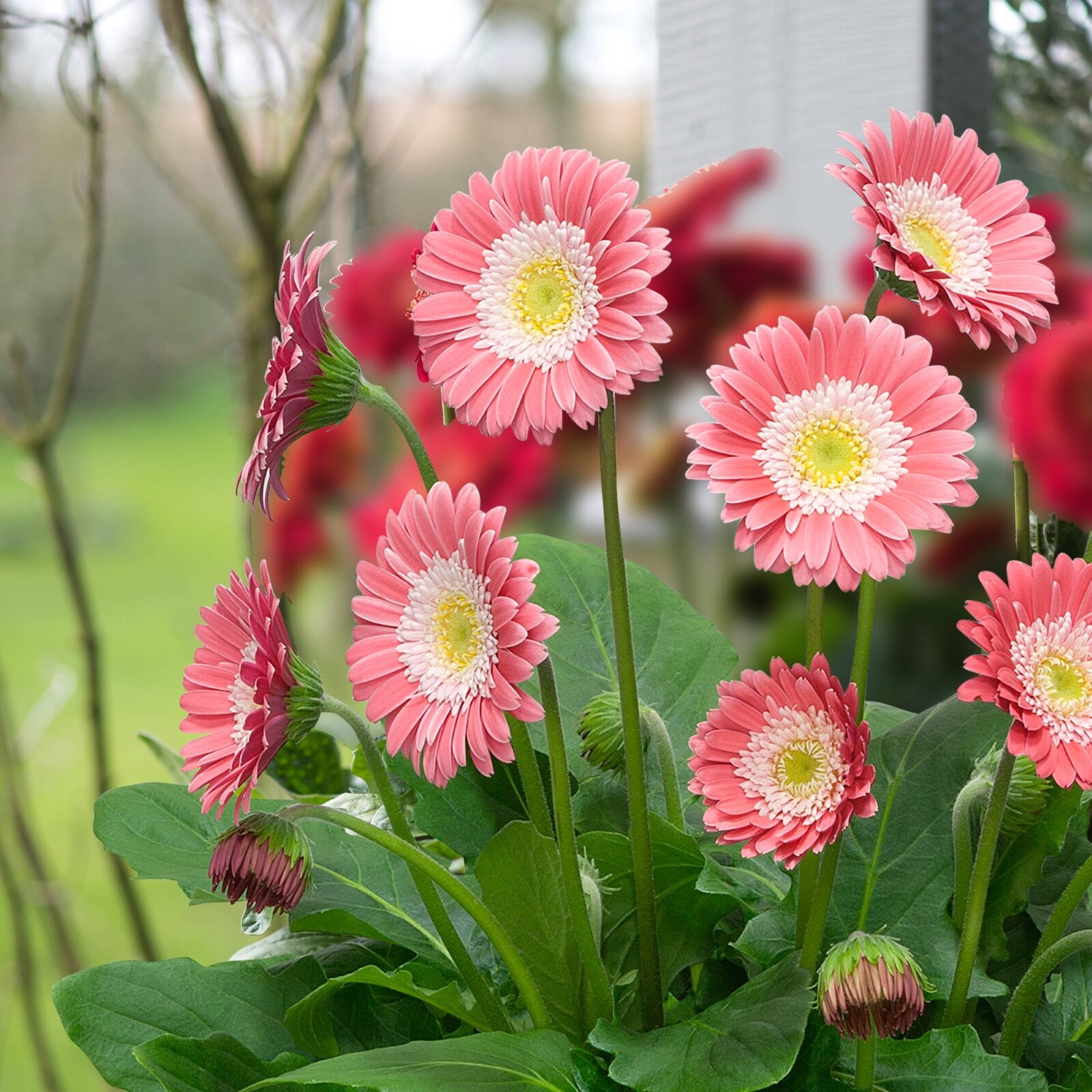 Monrovia NURSERY annuals - View #2