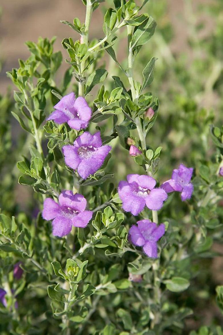 Blue Texas Ranger, Shrubs