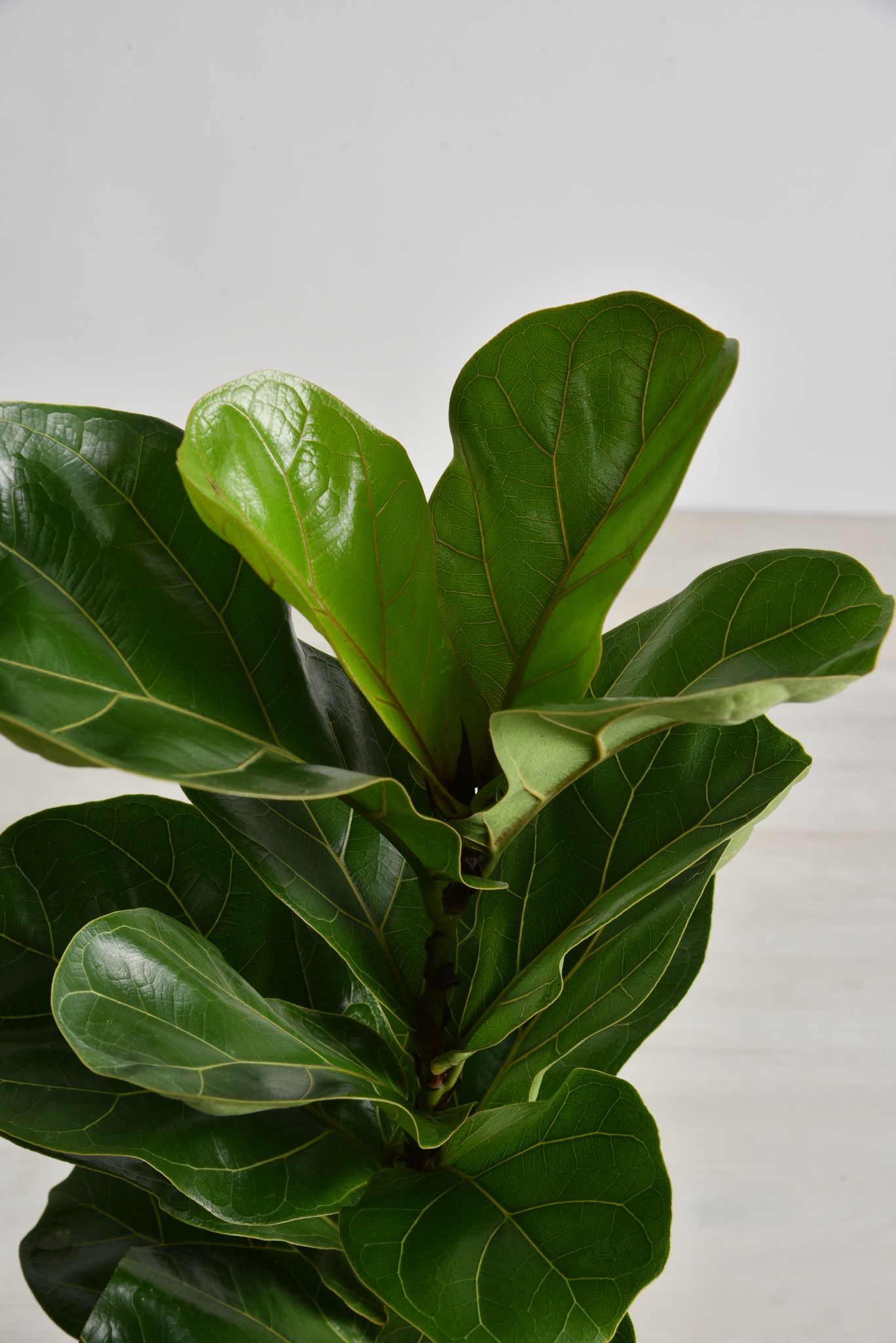 National Plant Network Fiddle Leaf Fig House Plant in 10-in Pot in the ...