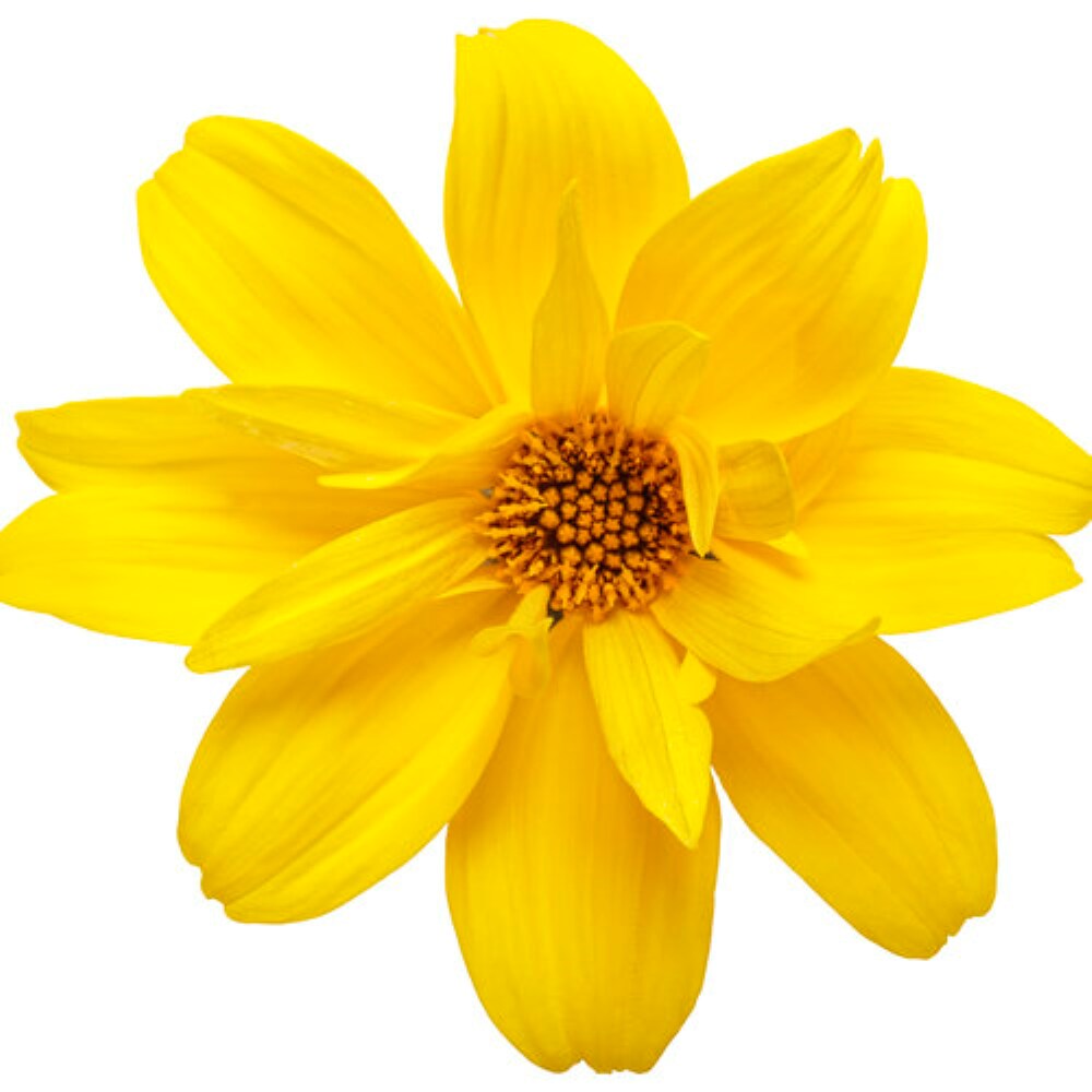 Proven Winner NURSERY annuals - View #3