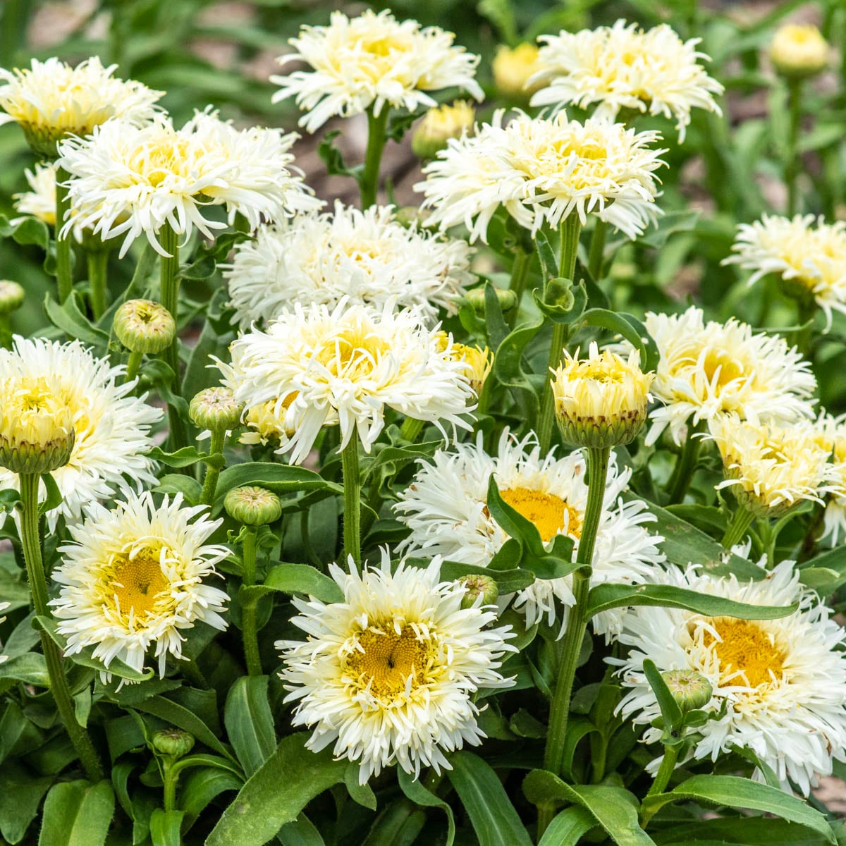 Breck's White Coconut Shasta Daisy Plant in 1-Pack Bareroot in the ...